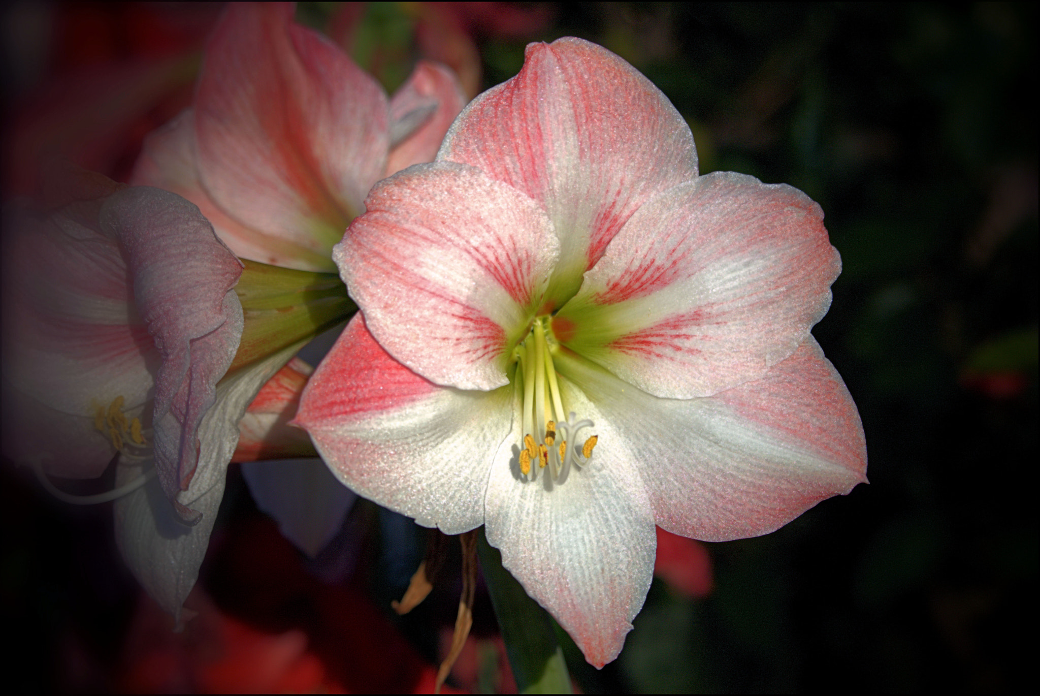 Canon EF-S 55-250mm F4-5.6 IS STM sample photo. May daylilies iii photography