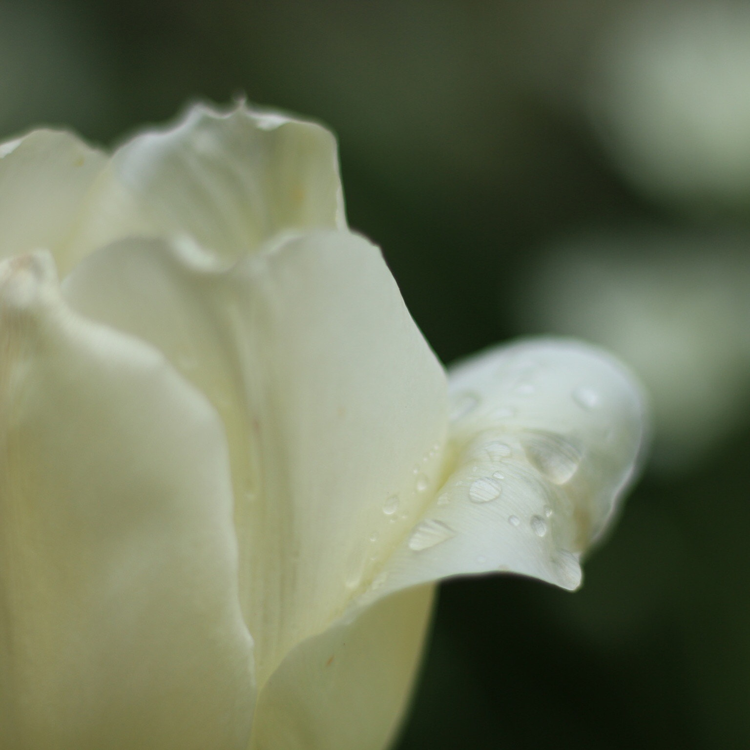 Canon EOS M + Canon EF 50mm F1.8 STM sample photo