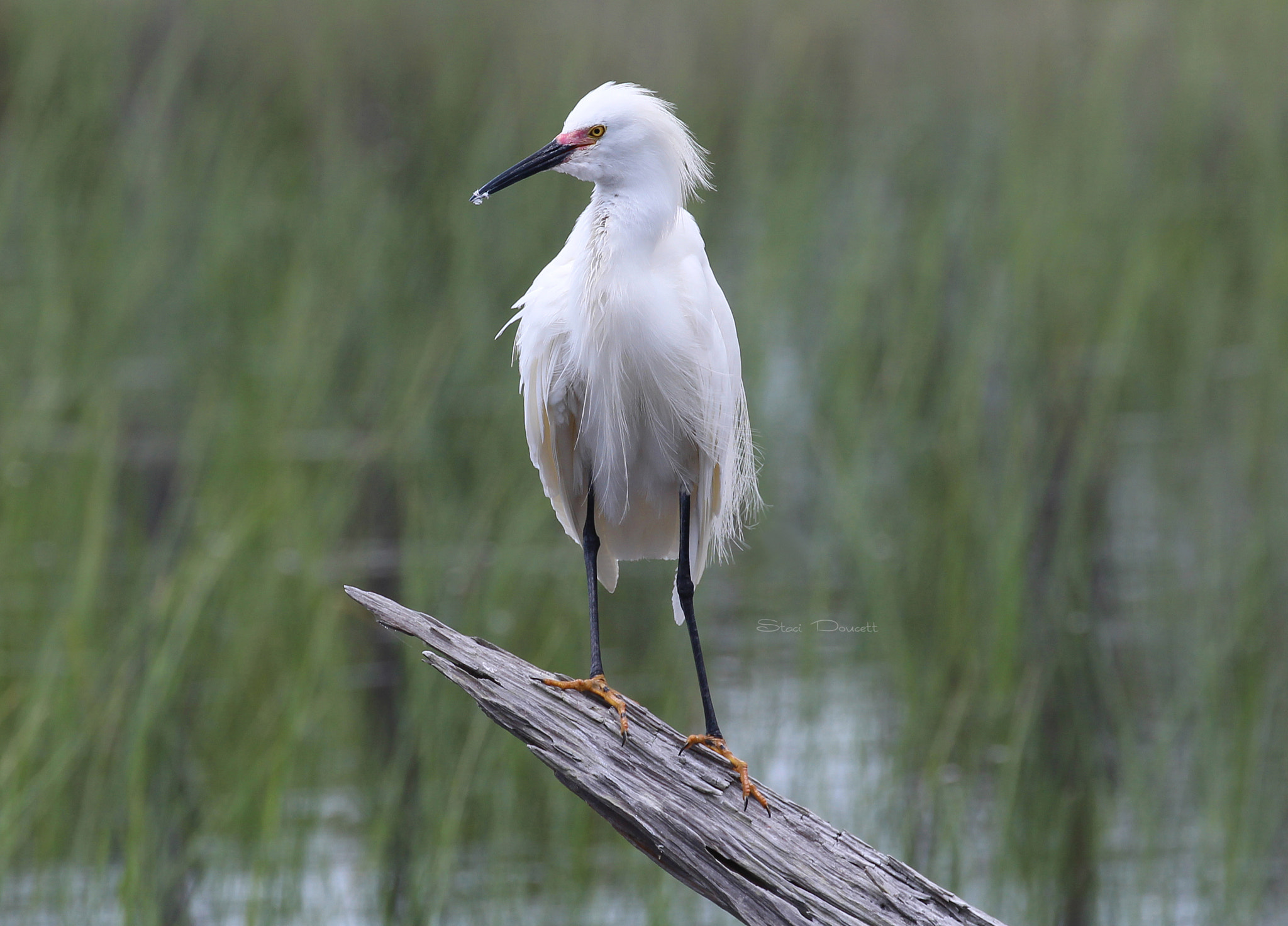 Canon EOS 700D (EOS Rebel T5i / EOS Kiss X7i) + Canon EF 70-300mm F4-5.6L IS USM sample photo. Snowy egret photography