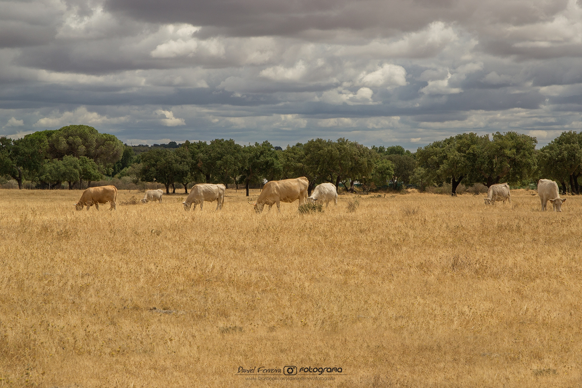 Sigma 17-70mm F2.8-4 DC Macro OS HSM sample photo. Unidos venceremos photography