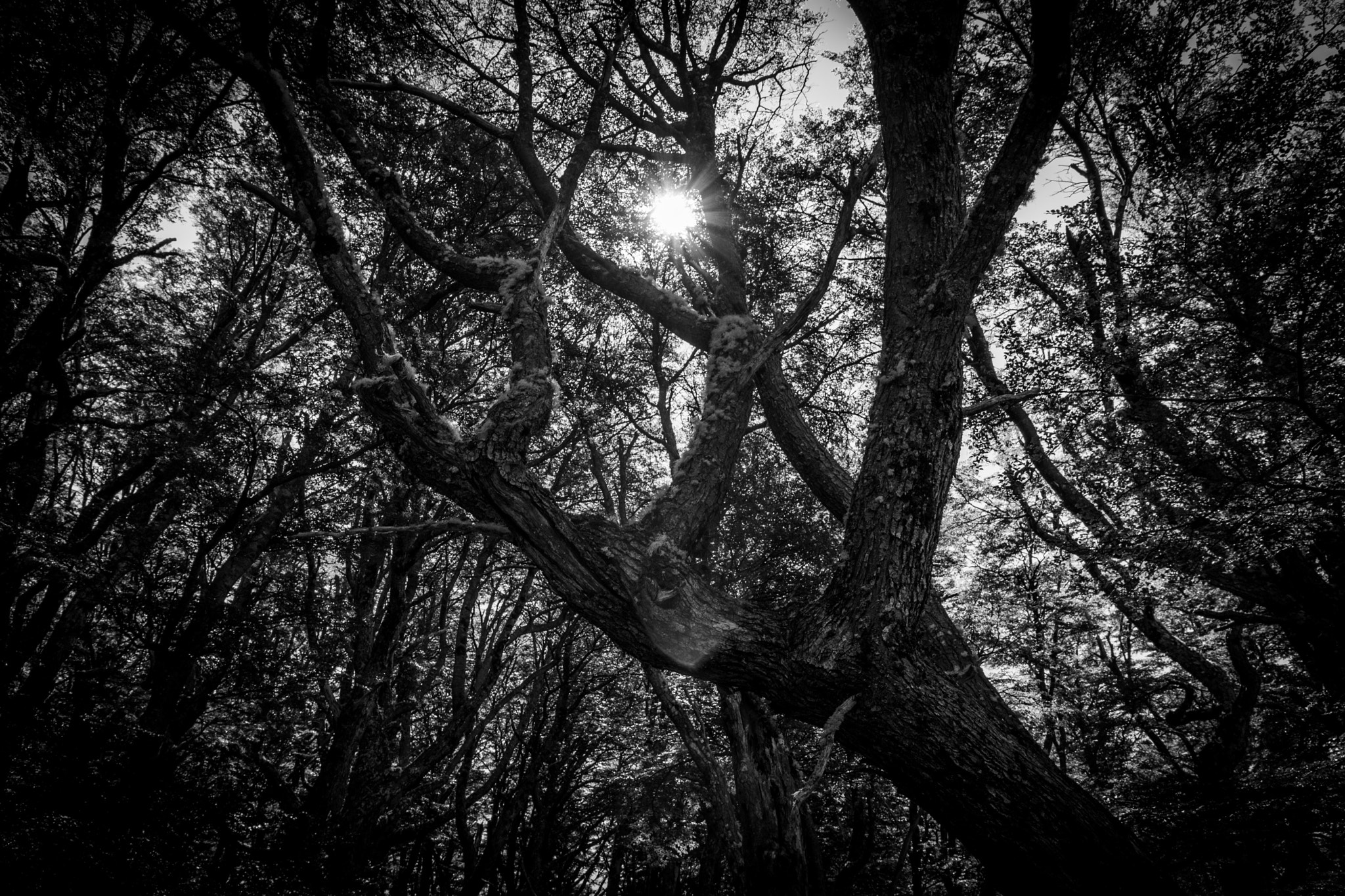 Tamron SP AF 17-50mm F2.8 XR Di II LD Aspherical (IF) sample photo. Leafy thoughts photography
