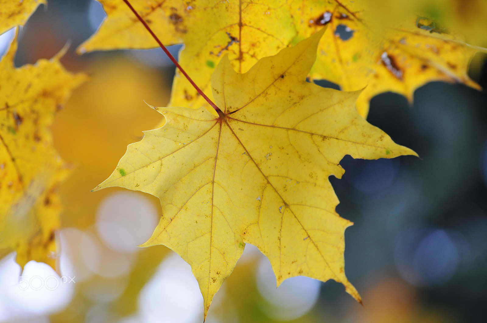 Sigma 50-150mm F2.8 EX APO DC OS HSM sample photo. Maple leaves, autumn photography