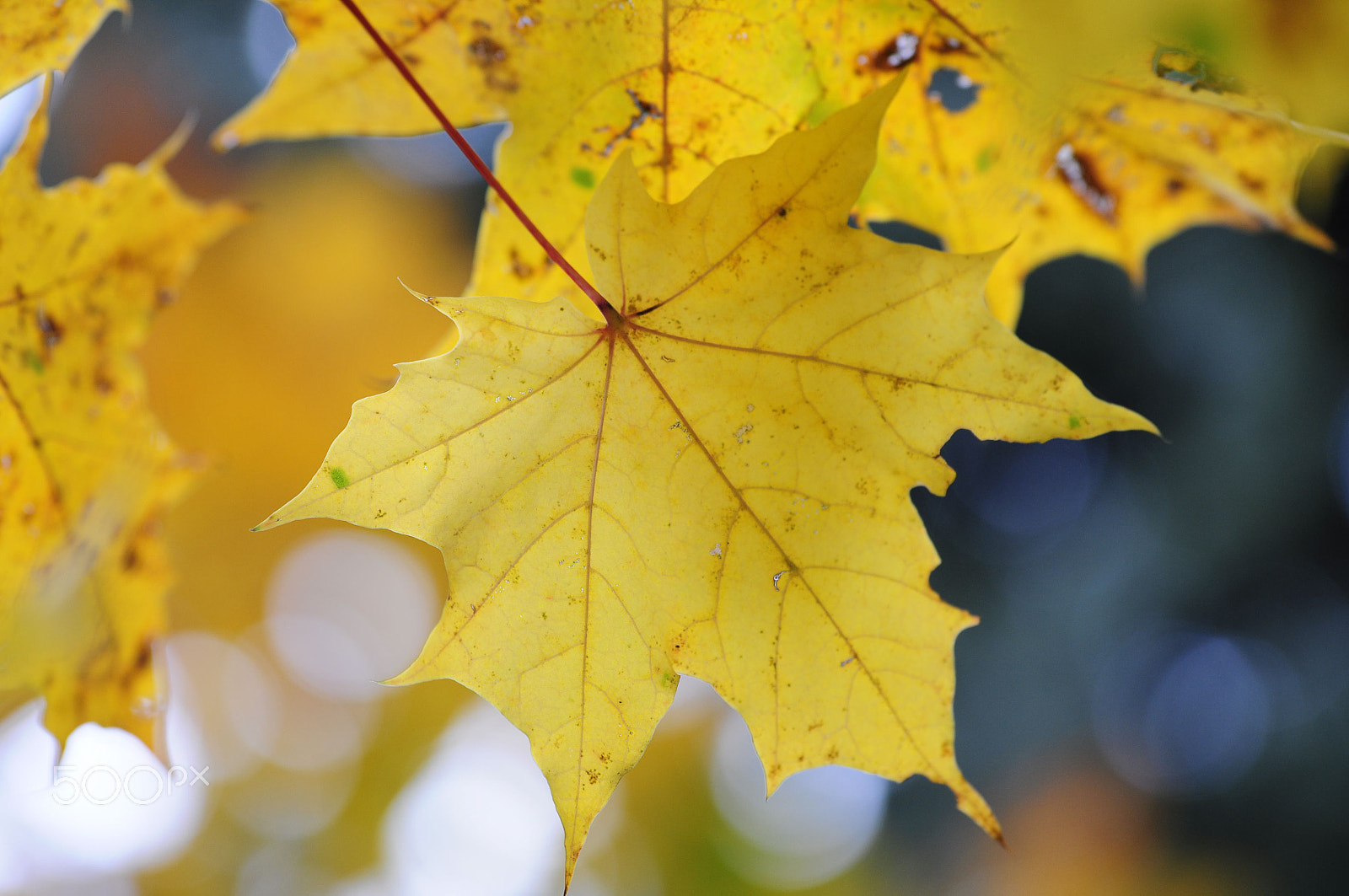 Nikon D90 + Sigma 50-150mm F2.8 EX APO DC OS HSM sample photo. Maple leaves, autumn photography