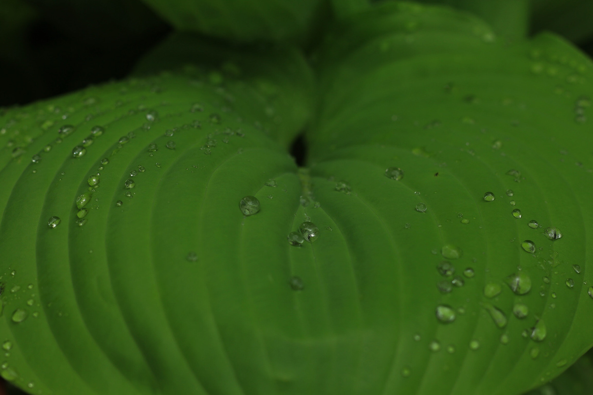 Canon EOS M + Canon EF 50mm F1.8 STM sample photo