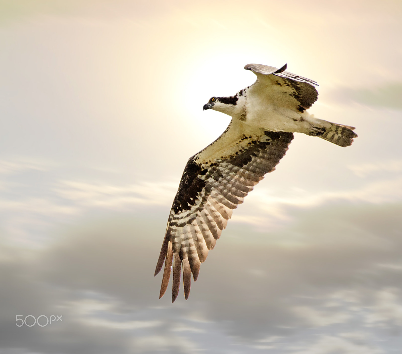 Sigma 150-600mm F5-6.3 DG OS HSM | C sample photo. Osprey photography