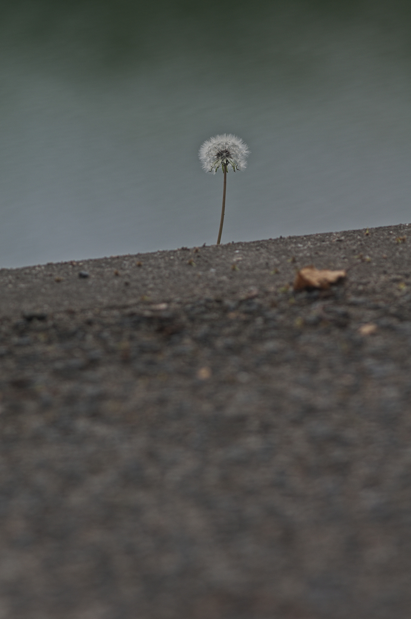 smc PENTAX-FA* 200mm F2.8 ED[IF] sample photo. Dandelion photography