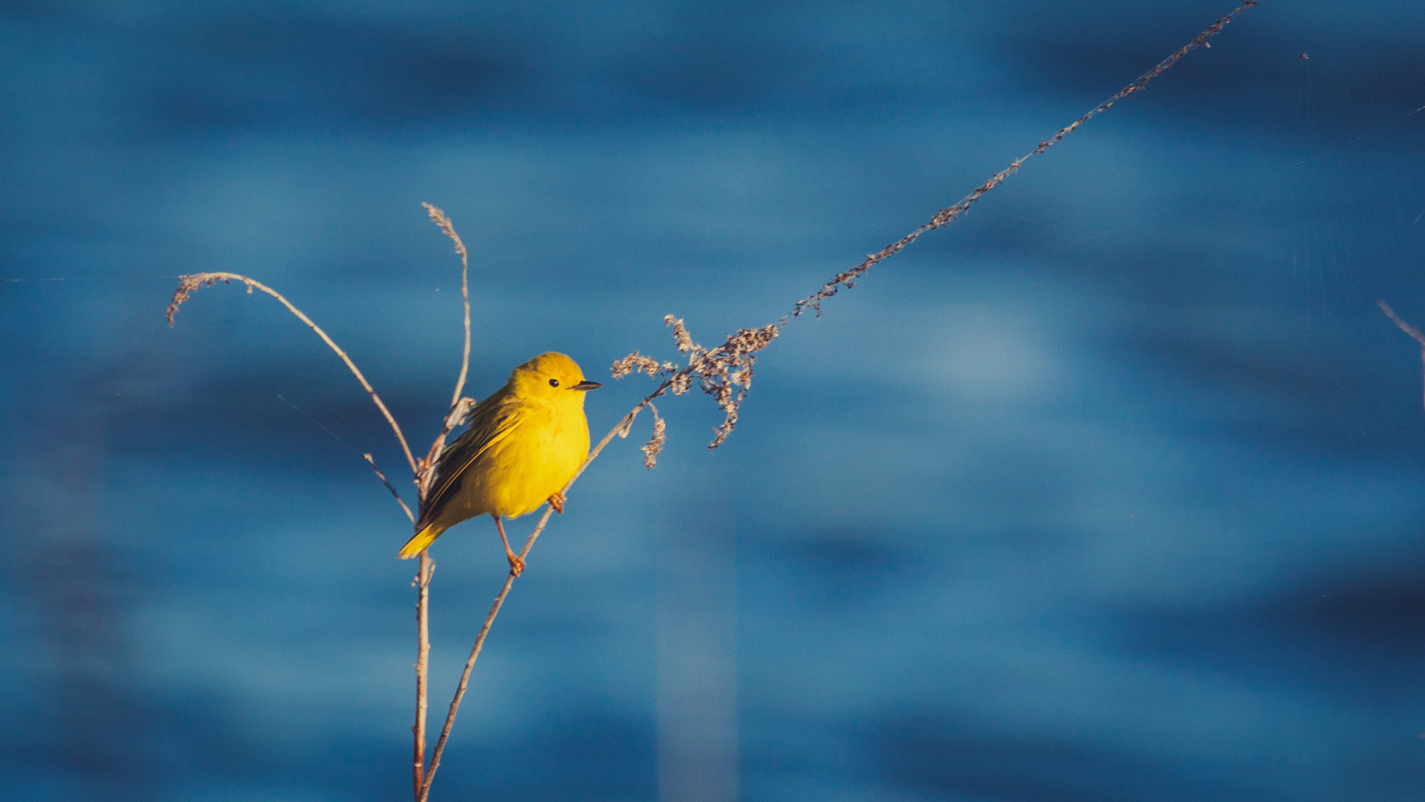 Sigma 150-600mm F5-6.3 DG OS HSM | C sample photo. Yellow warbler photography