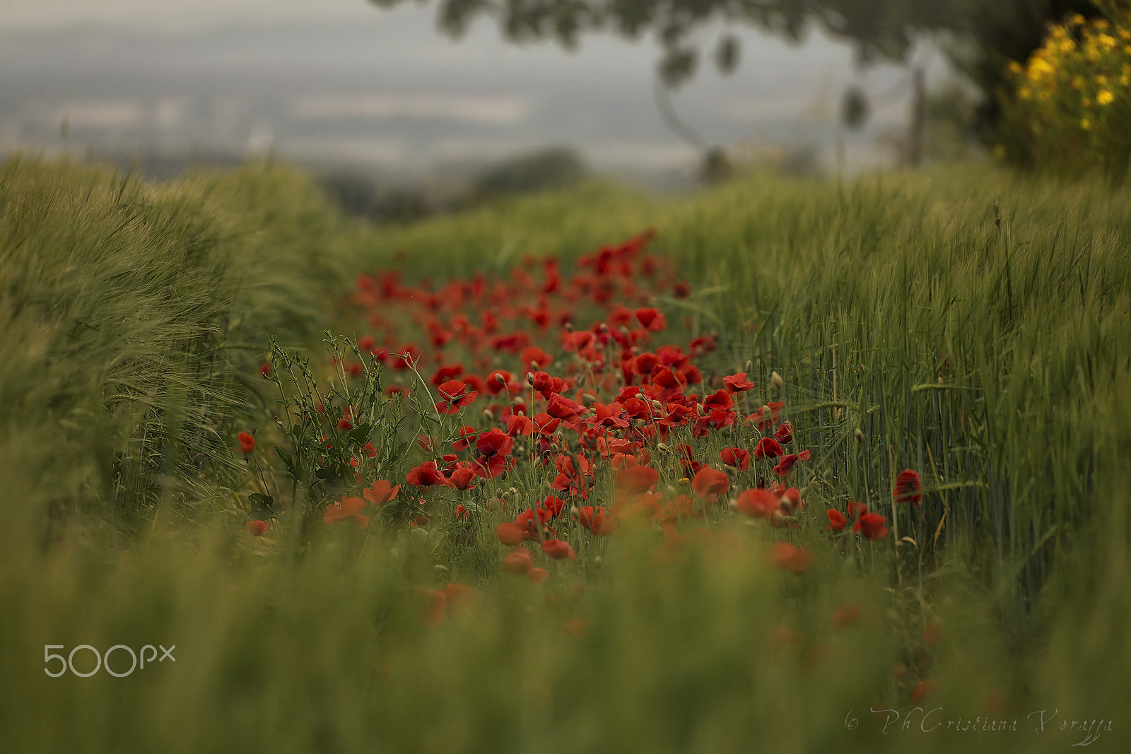 Sigma 50-500mm F4.5-6.3 DG OS HSM sample photo. Beautiful infestations photography