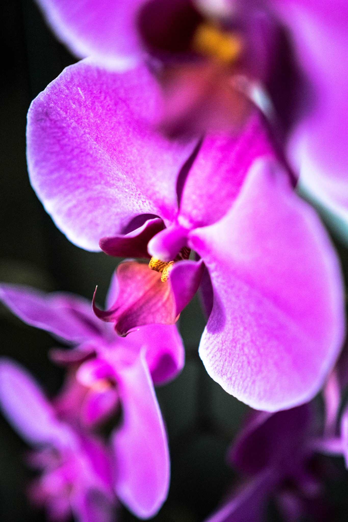 Sony a6300 + 18-35mm F1.8 DC HSM | Art 013 sample photo. Pink orchid photography
