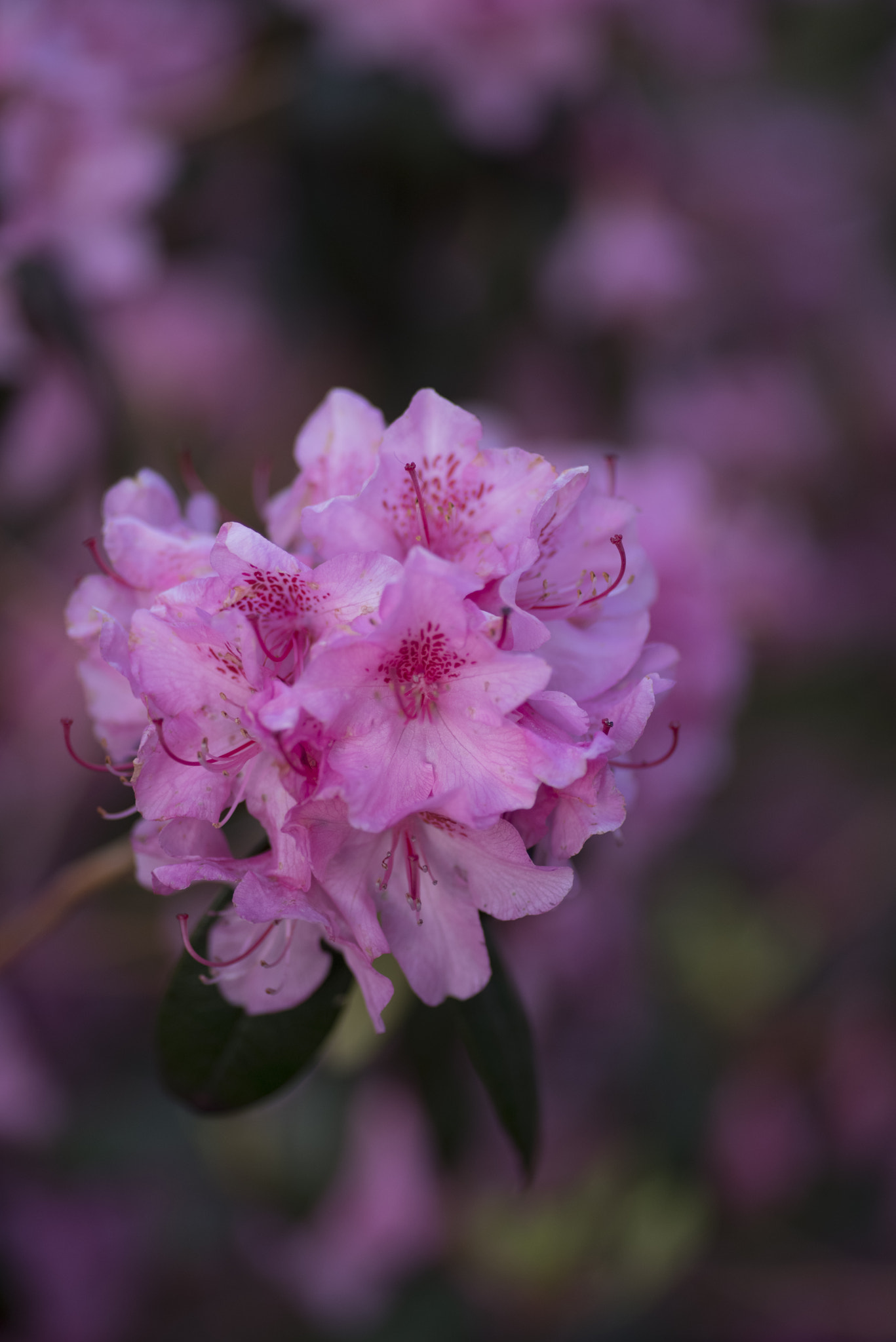 Pentax K-1 + Pentax smc D-FA 100mm F2.8 macro sample photo. Pretty in pink photography