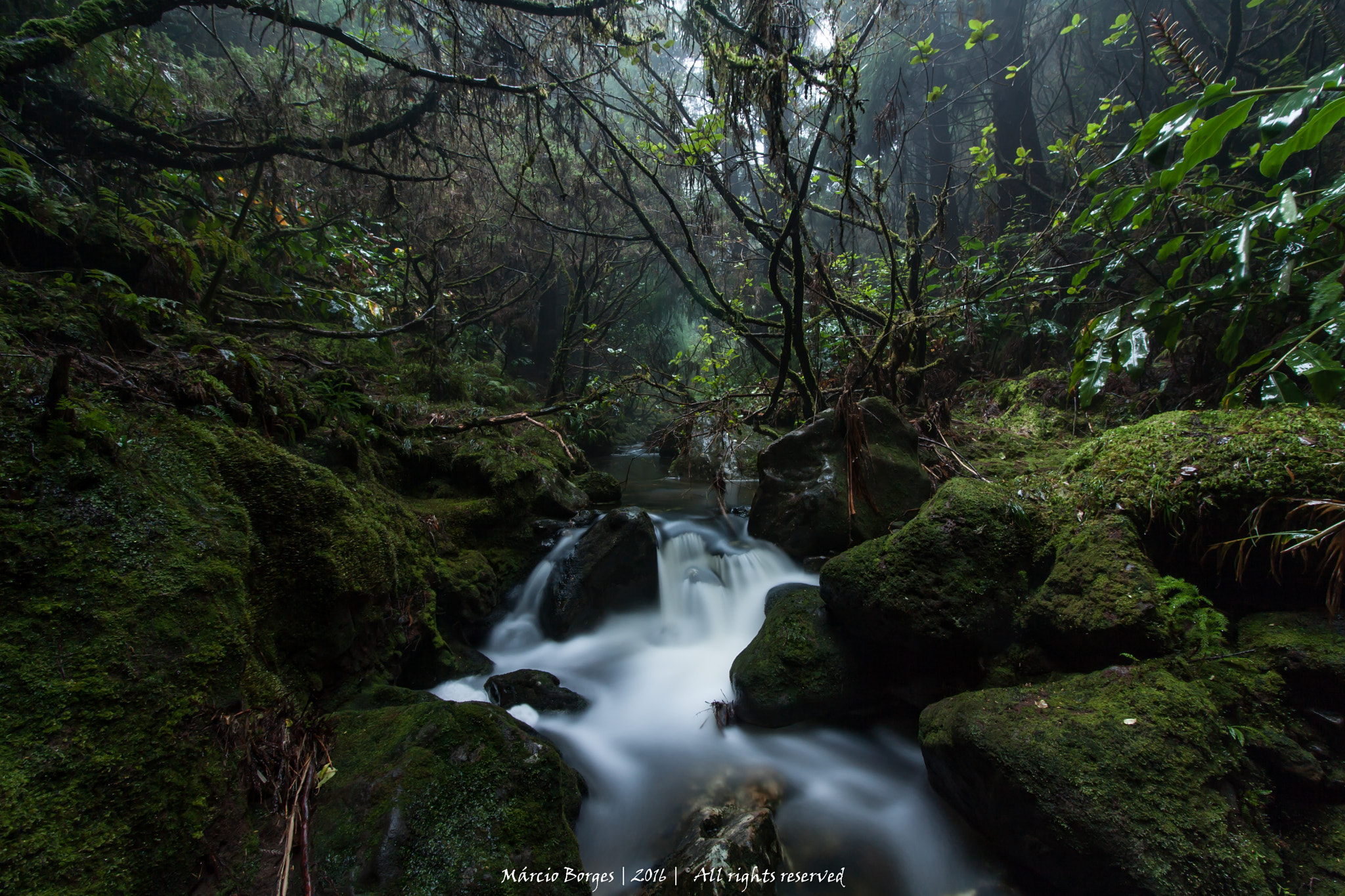 Canon EF-S 10-18mm F4.5–5.6 IS STM sample photo. Into the wild photography