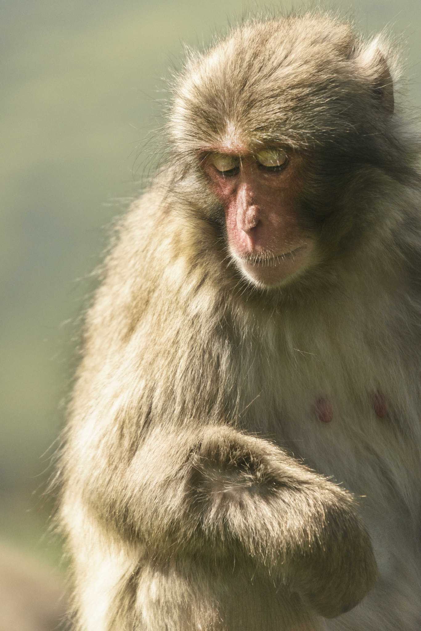 Sigma 50-500mm F4-6.3 EX APO RF HSM sample photo. Japanese macaque photography