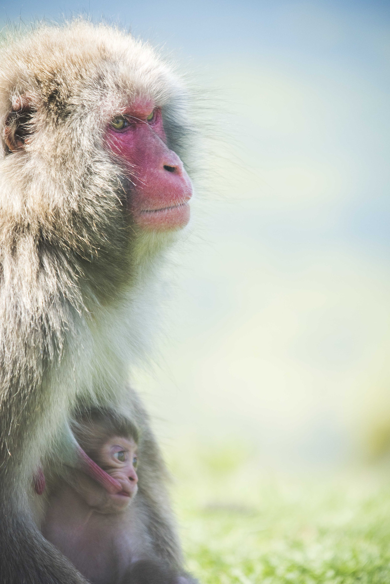 Sigma 50-500mm F4-6.3 EX APO RF HSM sample photo. Japanese macaque mother and baby photography