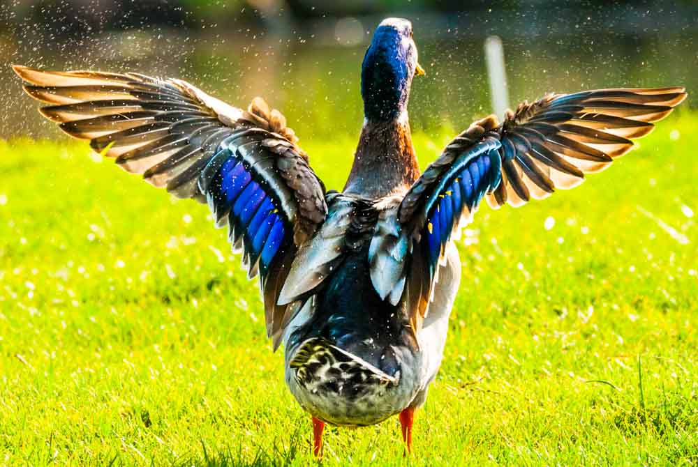 Sigma 150-600mm F5-6.3 DG OS HSM | C sample photo. Sun dried mallard photography