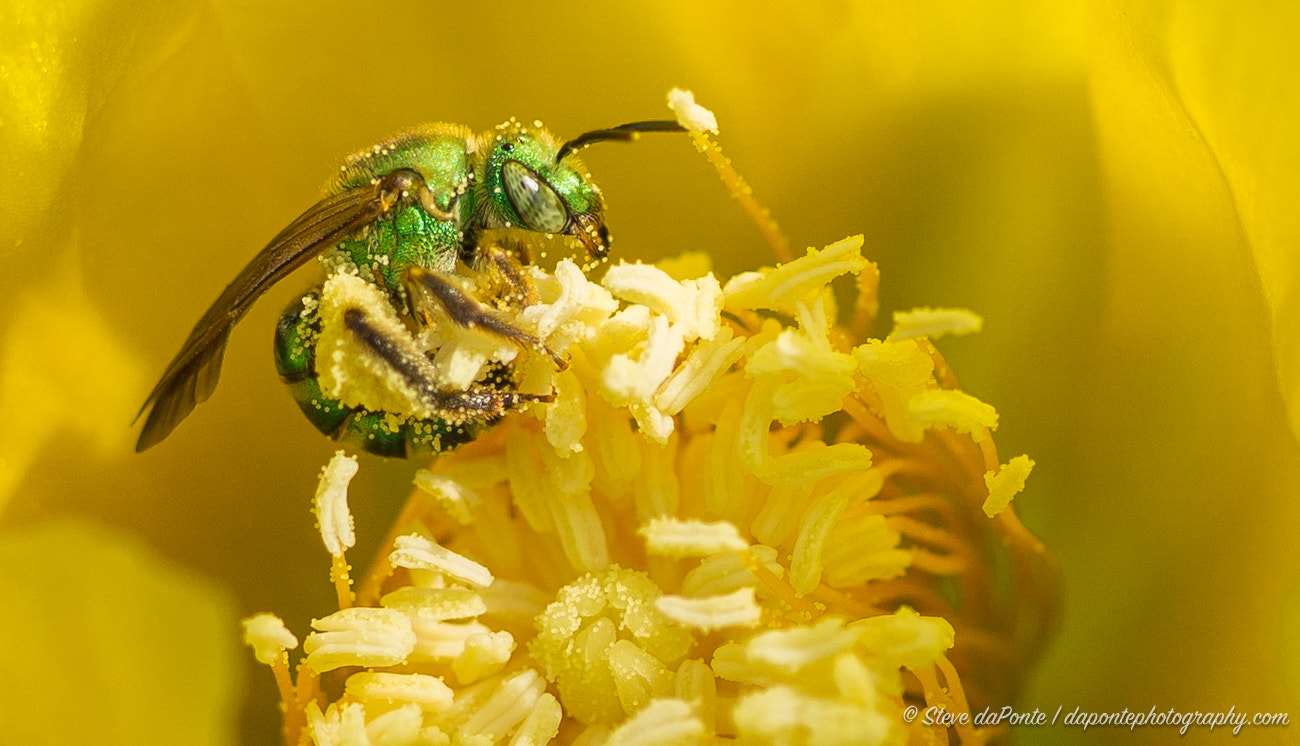 Sony a6000 + Sigma 35mm F1.4 DG HSM Art sample photo. Green bee photography