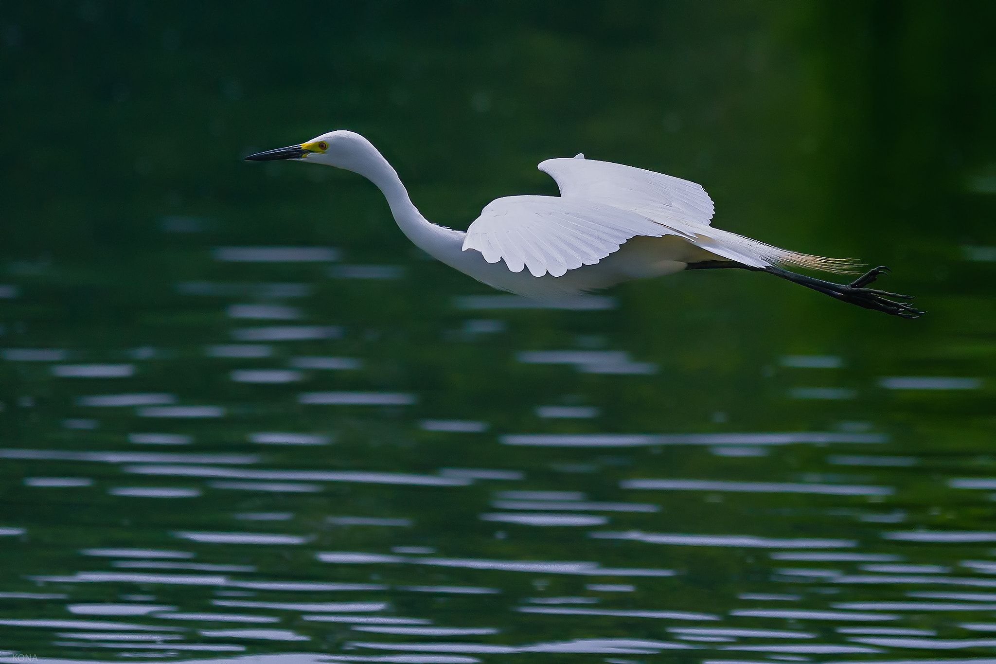 Nikon AF-S Nikkor 400mm F2.8G ED VR II sample photo. Sagi photography