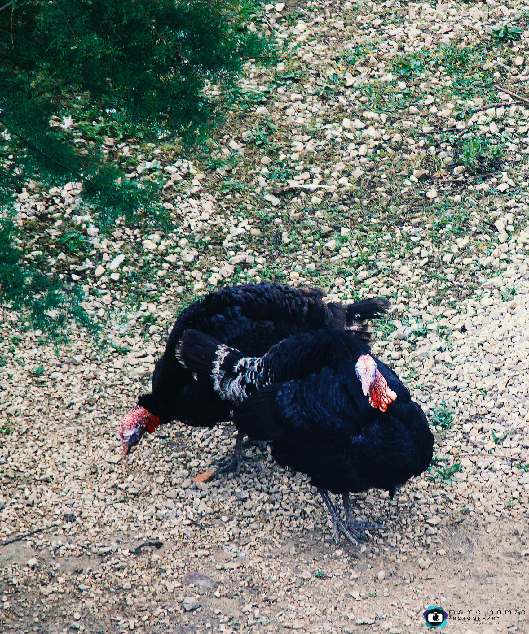 Canon EF 100-300mm f/5.6 sample photo