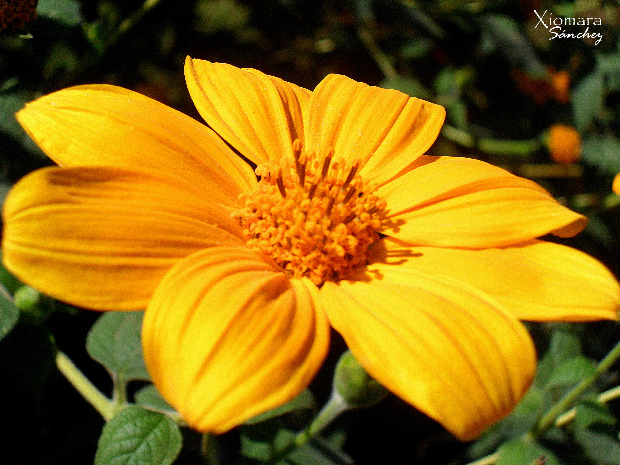 Samsung PL100 /  TL205 / VLUU PL100 /  PL101 sample photo. Flower photography