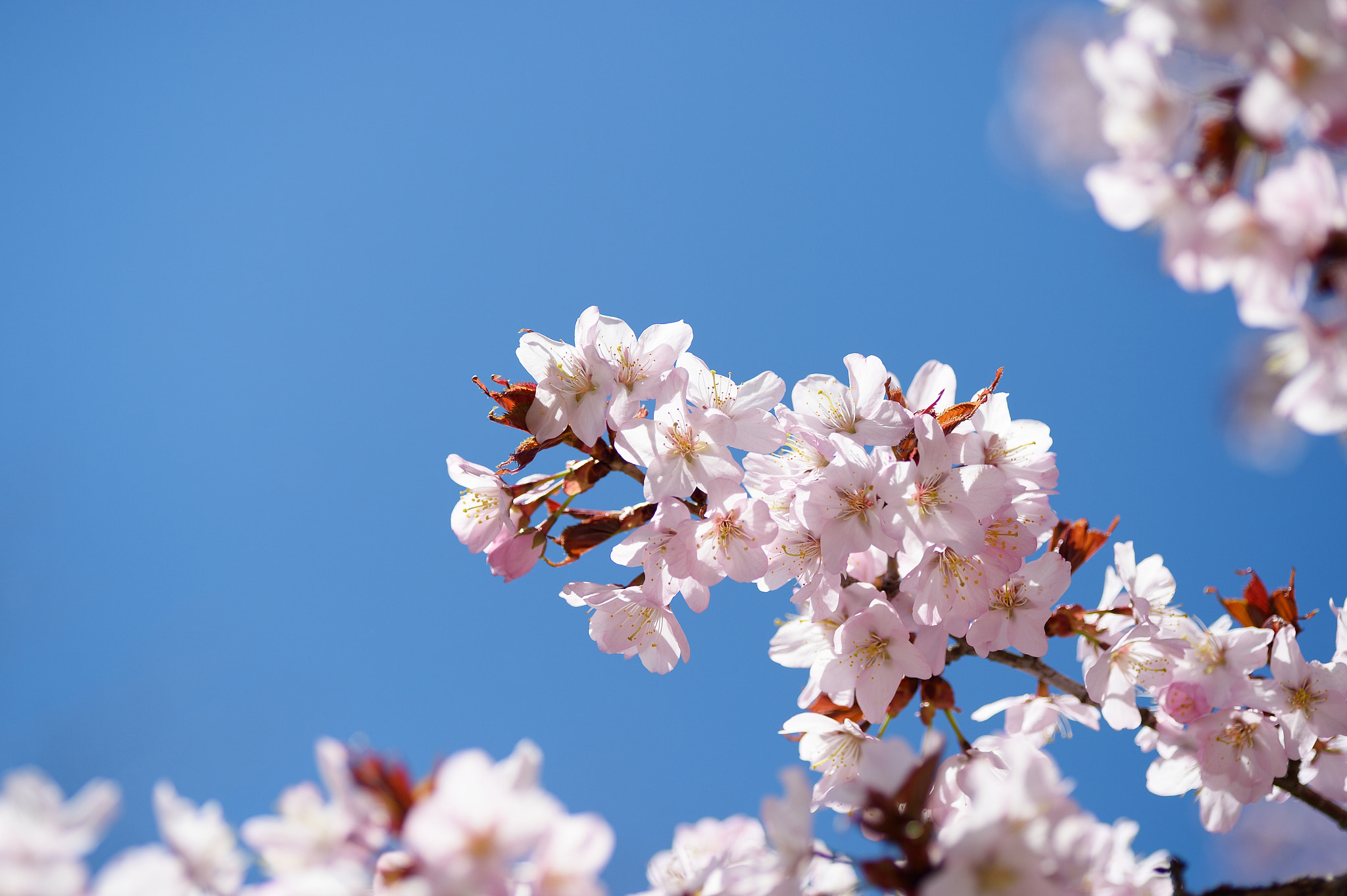Nikon Df sample photo. Sakura photography