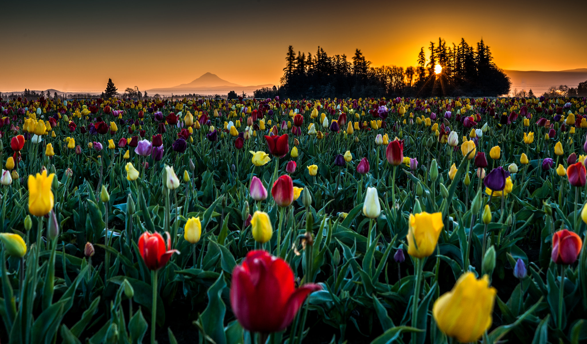 AF Zoom-Nikkor 24-120mm f/3.5-5.6D IF sample photo. Tulip morning photography