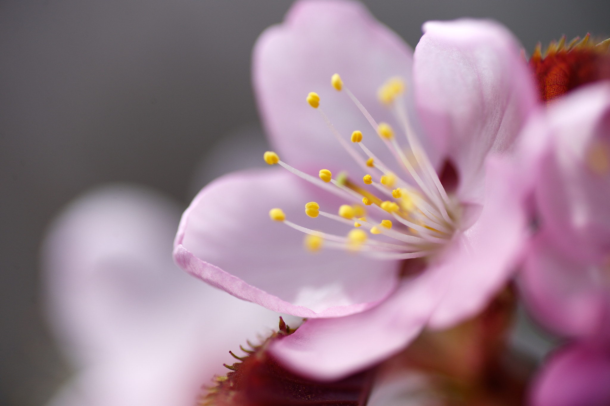 Nikon Df sample photo. Sakura photography
