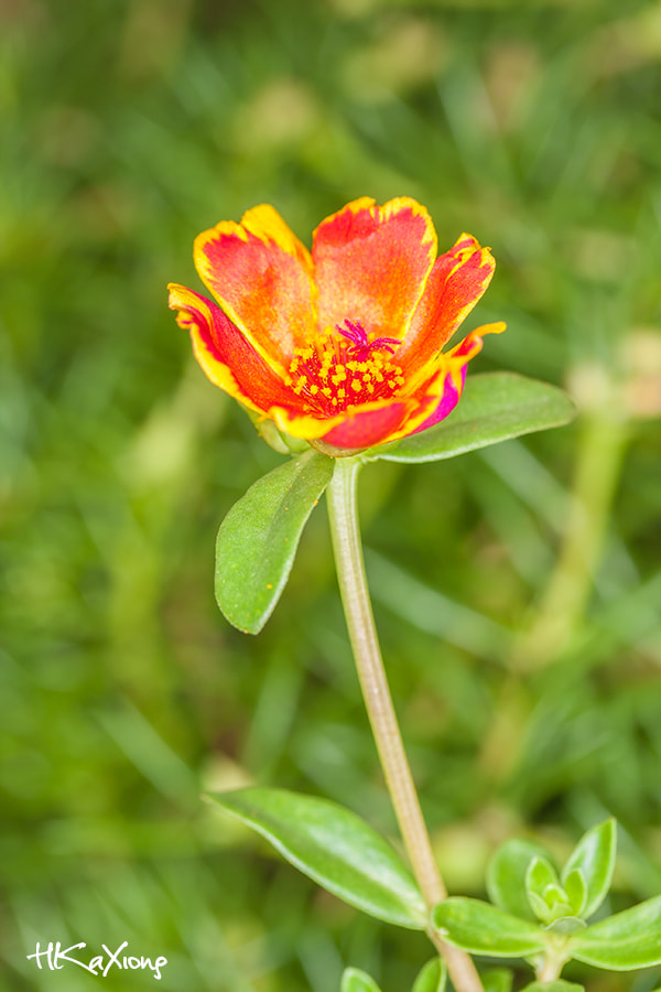 Canon EF-S 60mm F2.8 Macro USM sample photo. Flower photography
