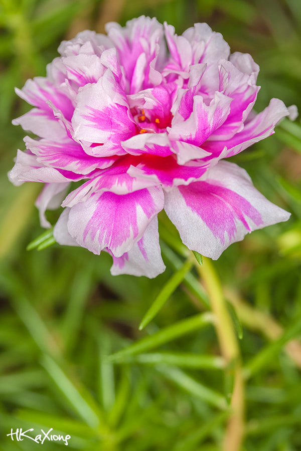 Canon EF-S 60mm F2.8 Macro USM sample photo. Flower photography