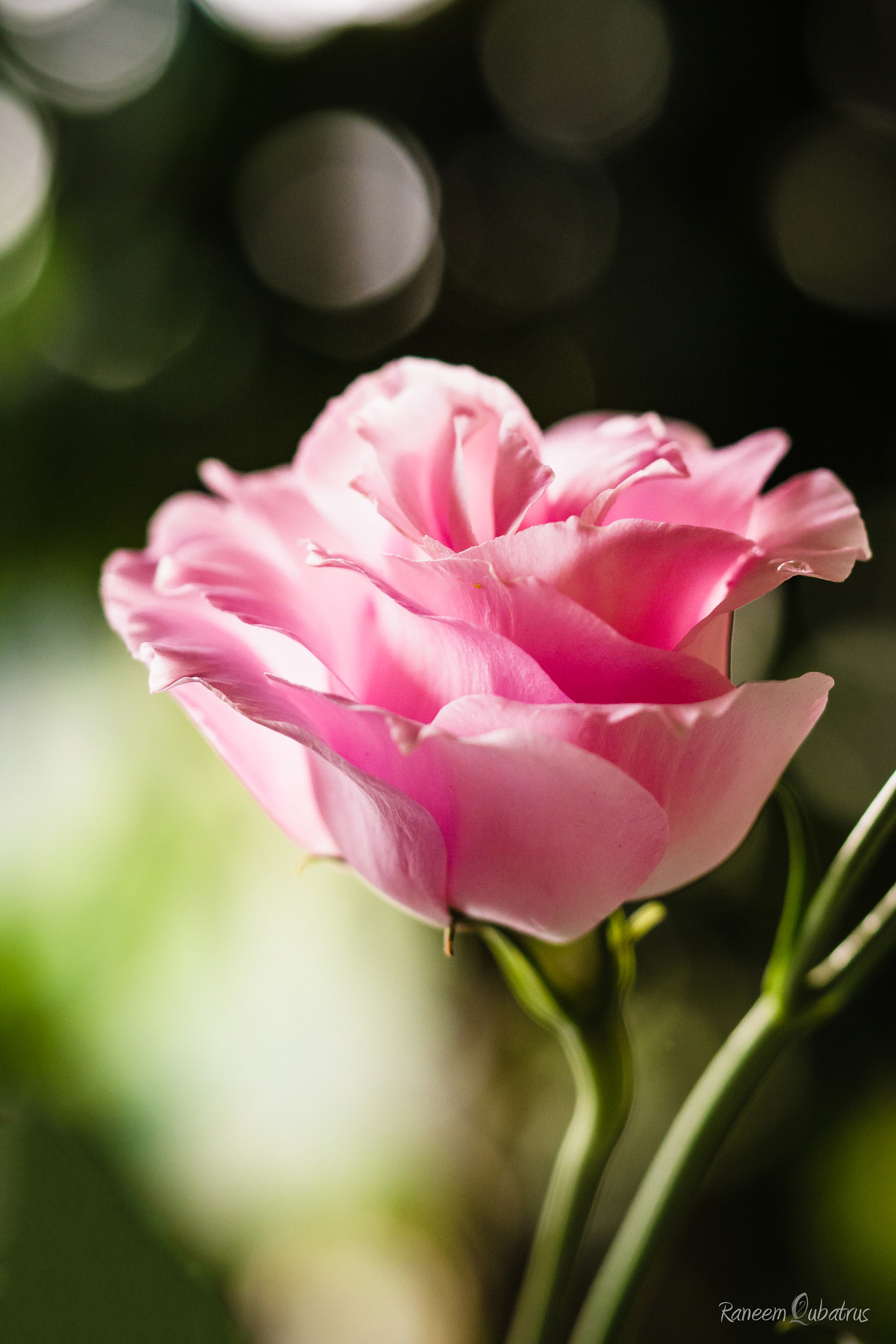 Olympus PEN E-PL5 sample photo. Delicate photography