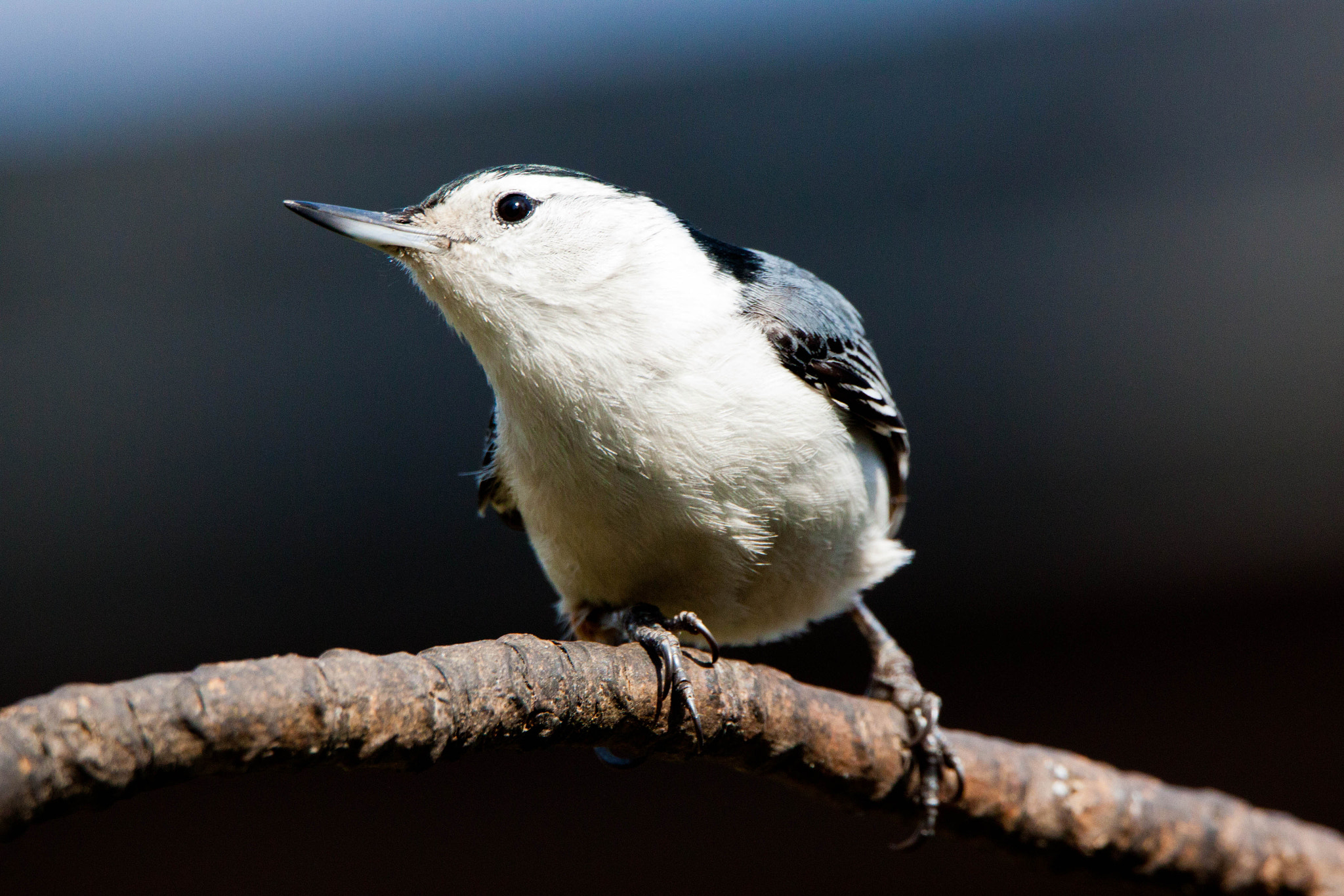 Tamron SP 150-600mm F5-6.3 Di VC USD sample photo. White-breasted nuthatch photography