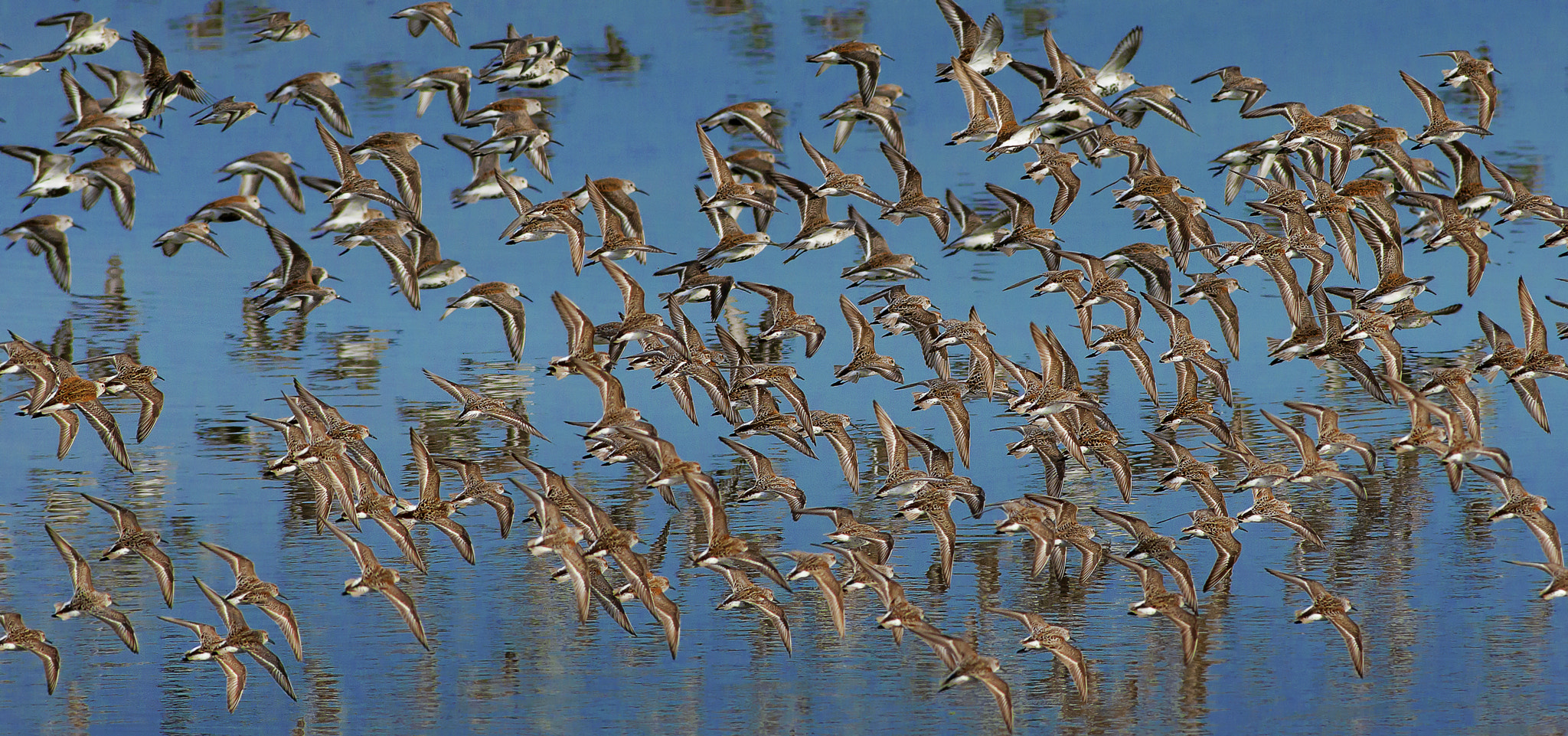 Nikon D800E + AF Nikkor 300mm f/4 IF-ED sample photo. Dunlins photography