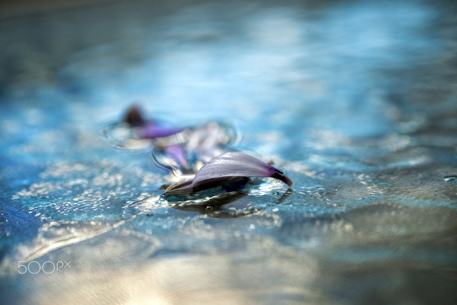 Nikon AF-S Micro-Nikkor 60mm F2.8G ED sample photo. If your absence doesn't affect them...your presenc photography