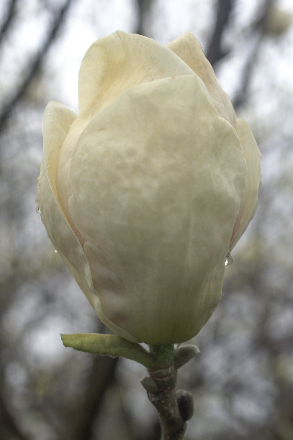 Sony a6000 + Canon EF 50mm F2.5 Macro sample photo. The daily percyscope 032 photography