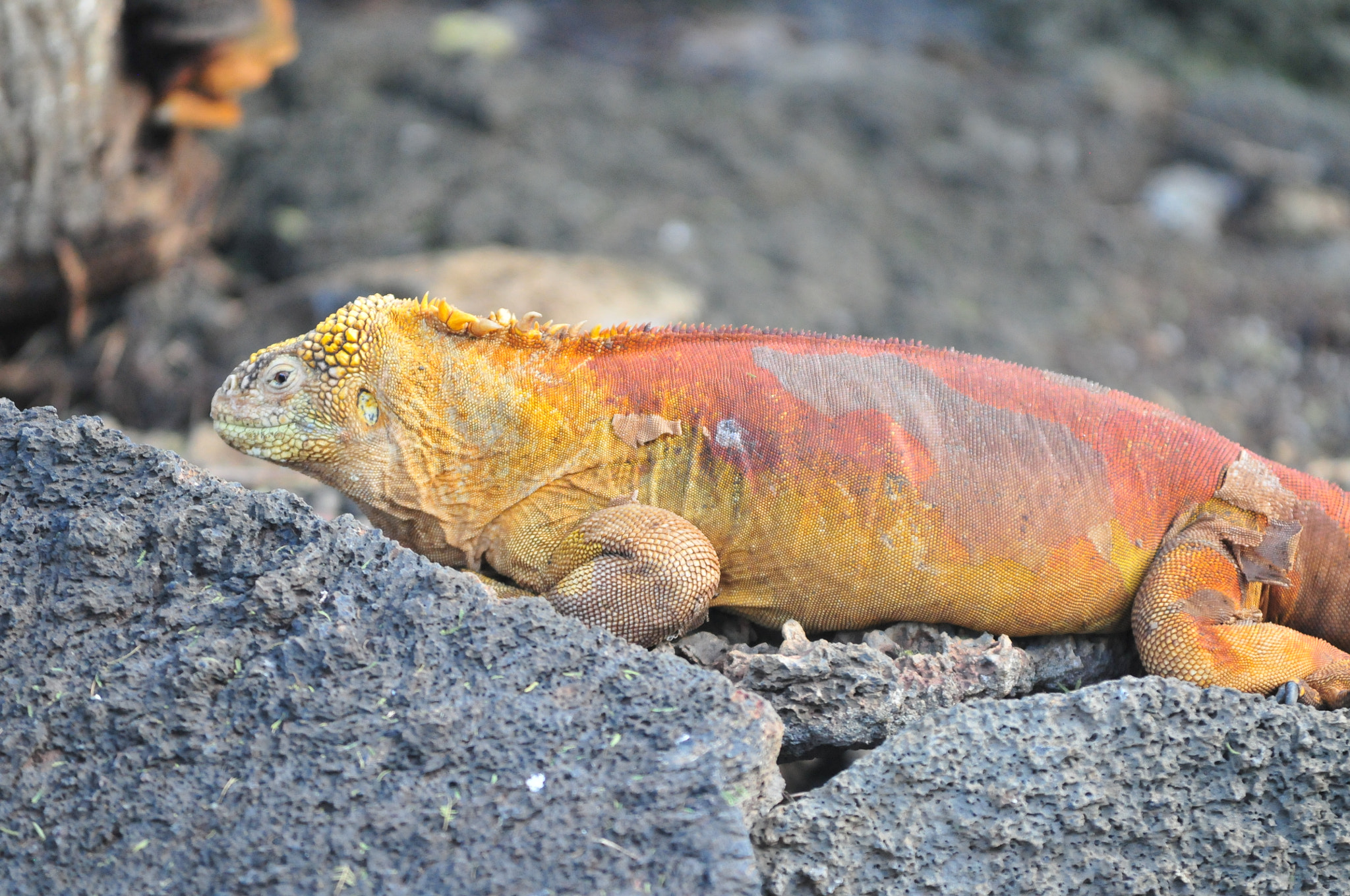 AF-S Zoom-Nikkor 80-200mm f/2.8D IF-ED sample photo. 'd photography