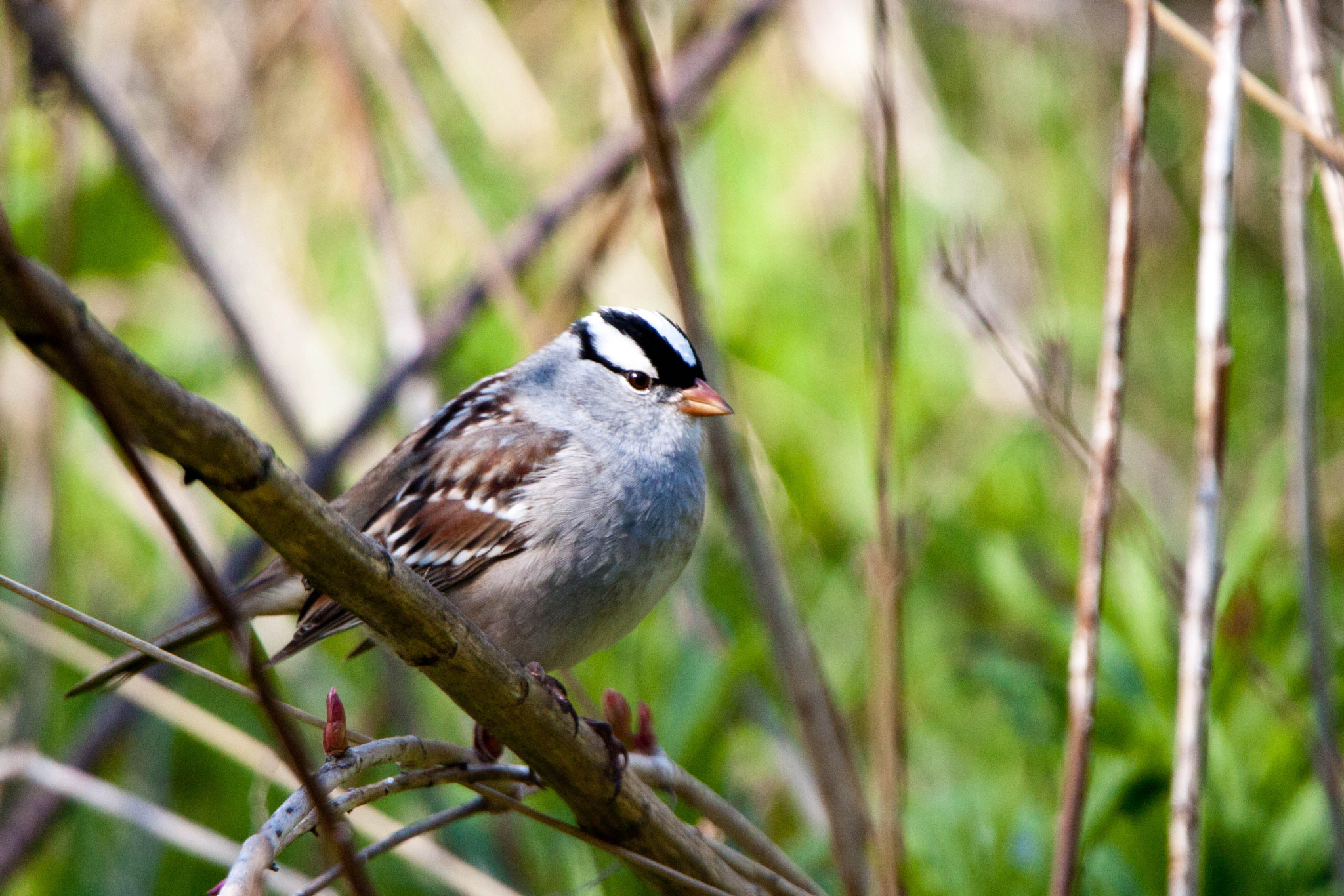 Tamron SP 150-600mm F5-6.3 Di VC USD sample photo. White-crowned sparrow photography