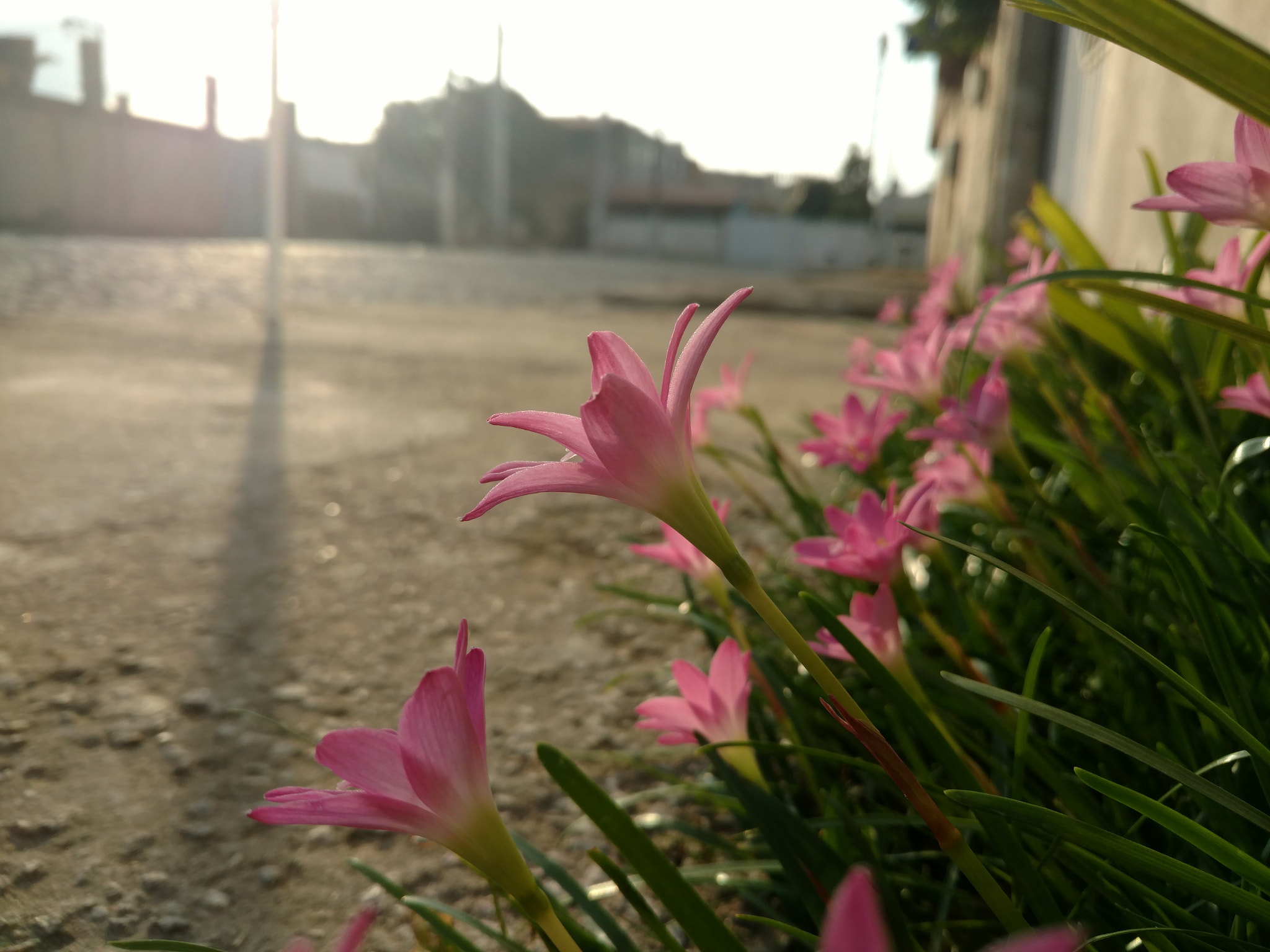 Motorola Moto X Force sample photo. Flowers and sunset light  photography