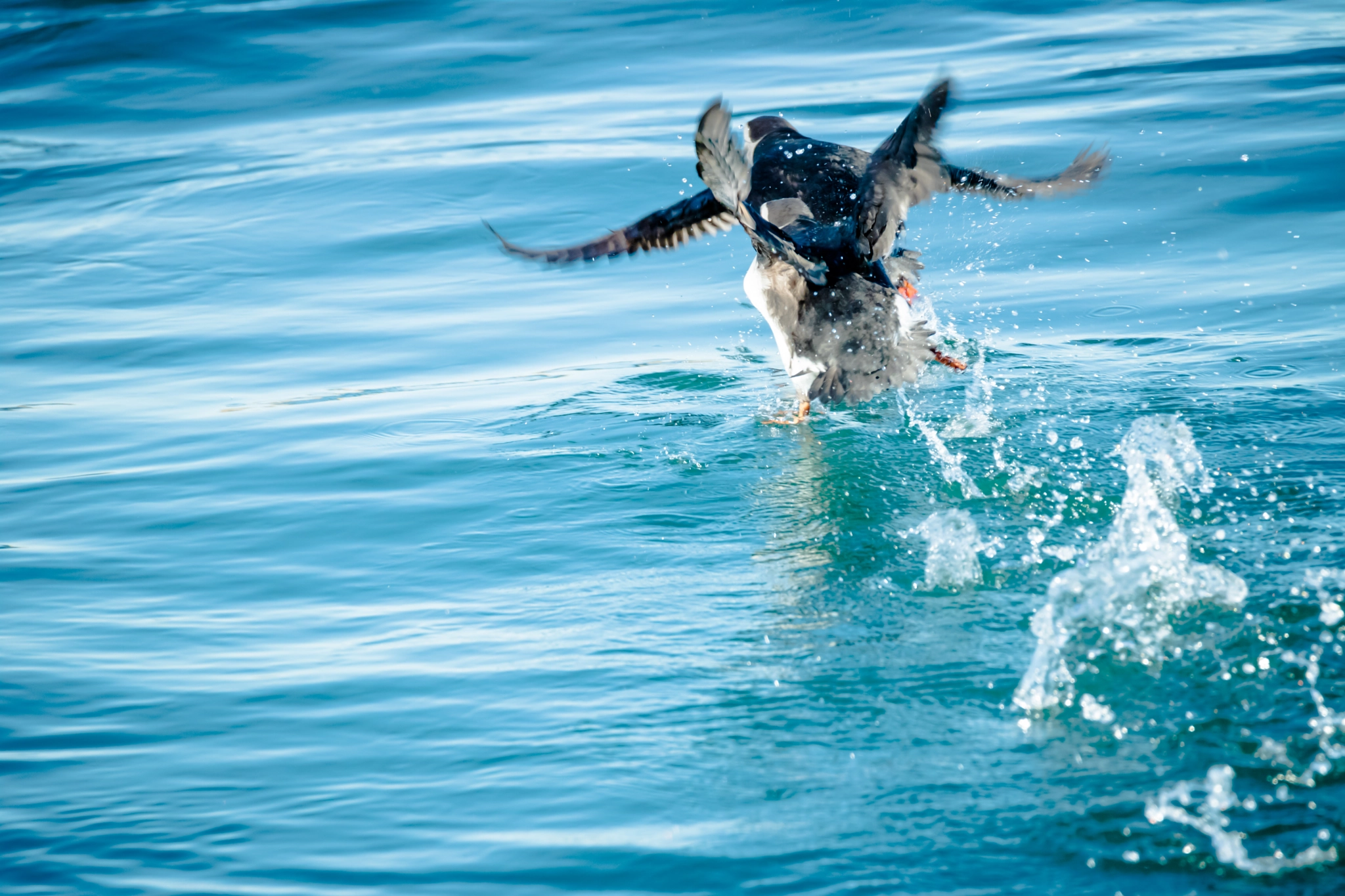 Tamron SP 150-600mm F5-6.3 Di VC USD sample photo. No one got hurt photography