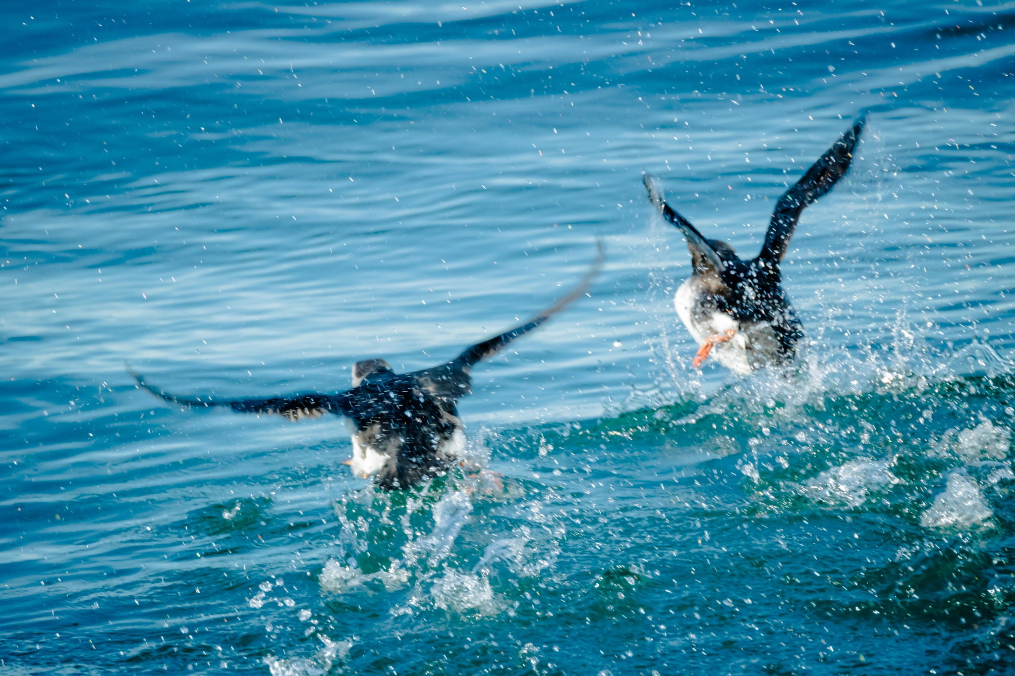 Tamron SP 150-600mm F5-6.3 Di VC USD sample photo. ... and we have lift-off photography