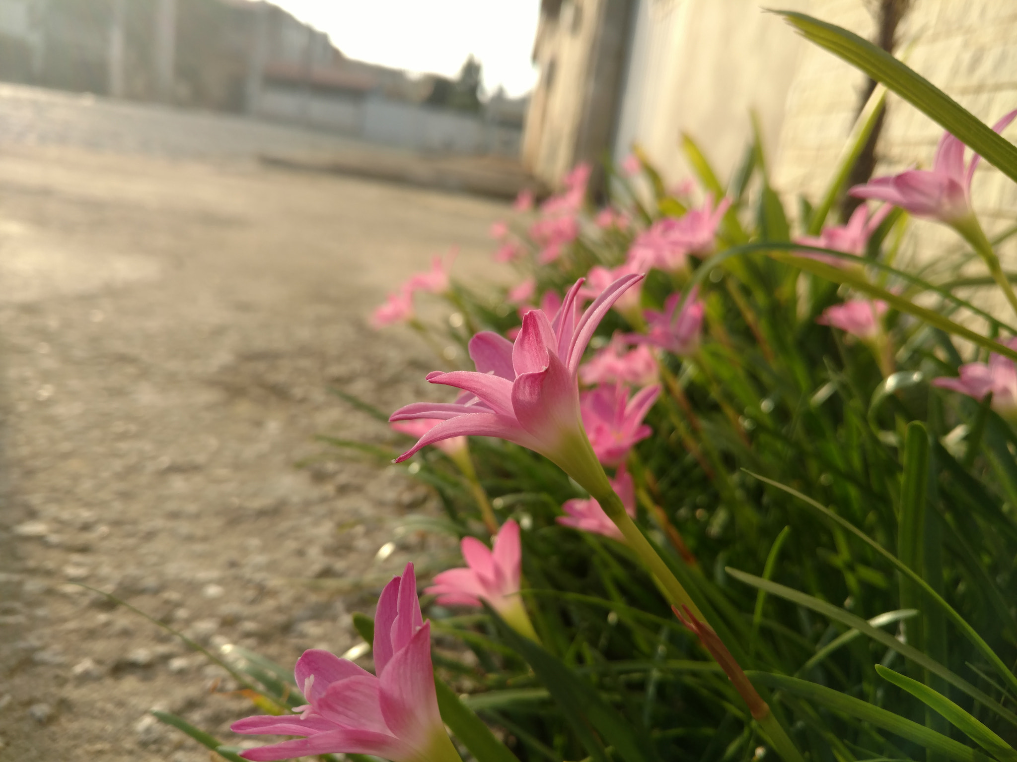 Motorola Moto X Force sample photo. Flower  photography