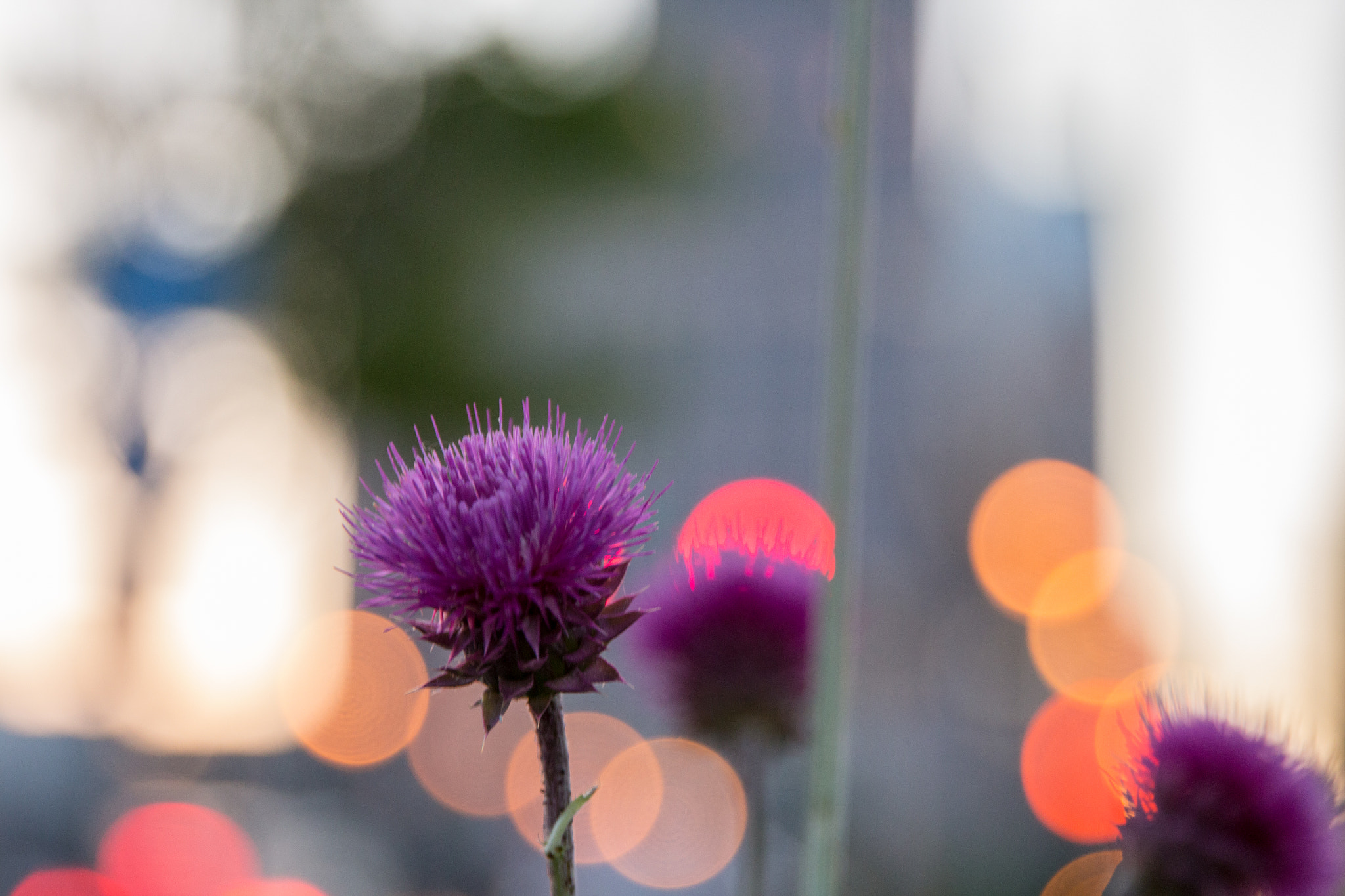 Canon EOS 650D (EOS Rebel T4i / EOS Kiss X6i) sample photo. Flower in the city photography