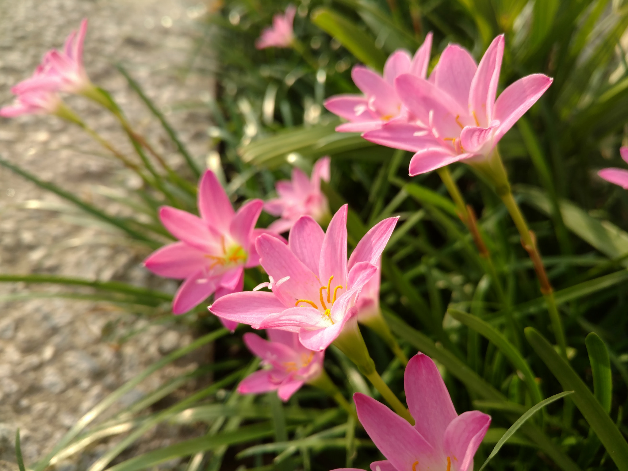 Motorola Moto X Force sample photo. Flower macro photograph photography