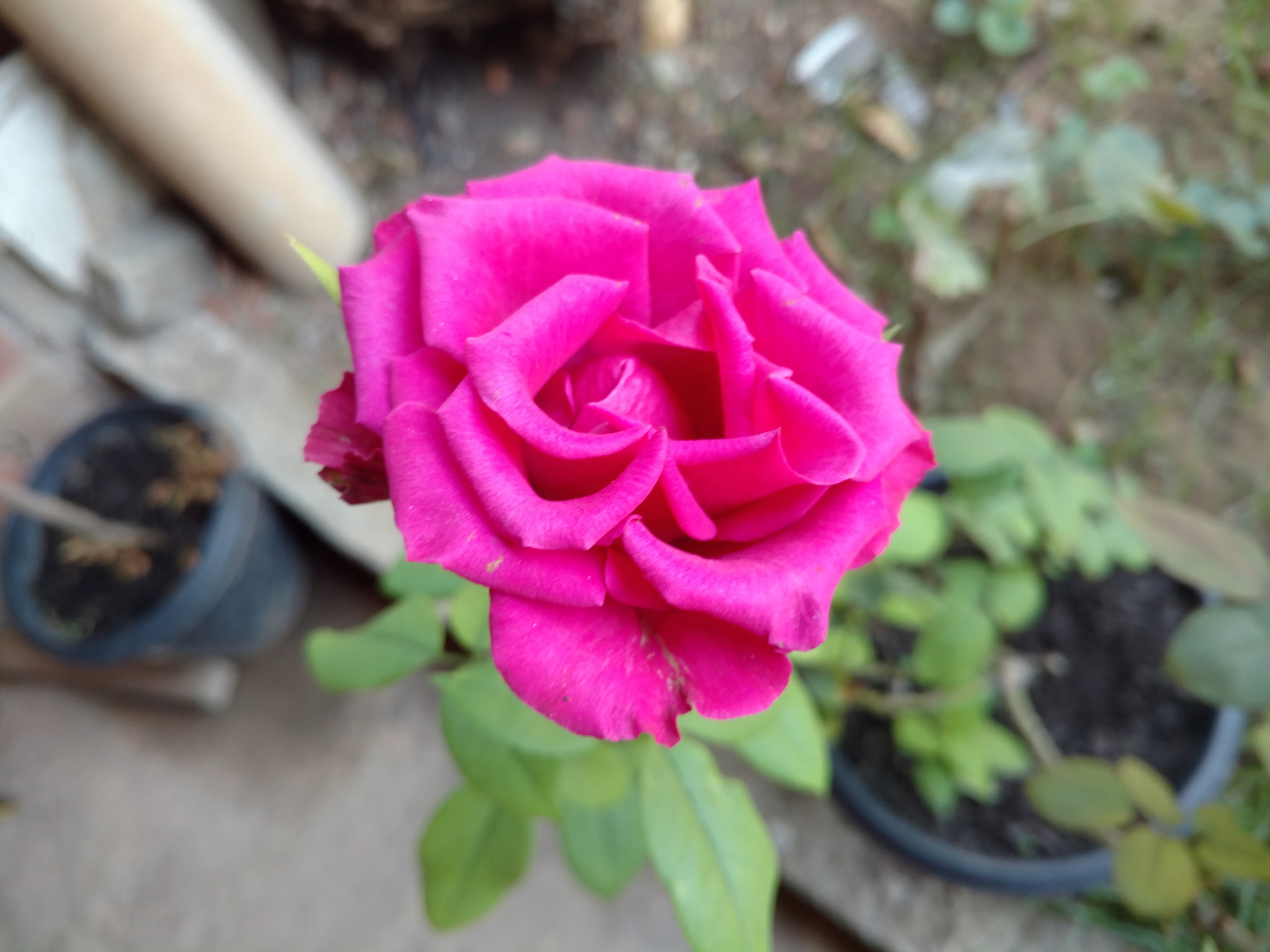 Motorola Moto X Force sample photo. Rose  photography