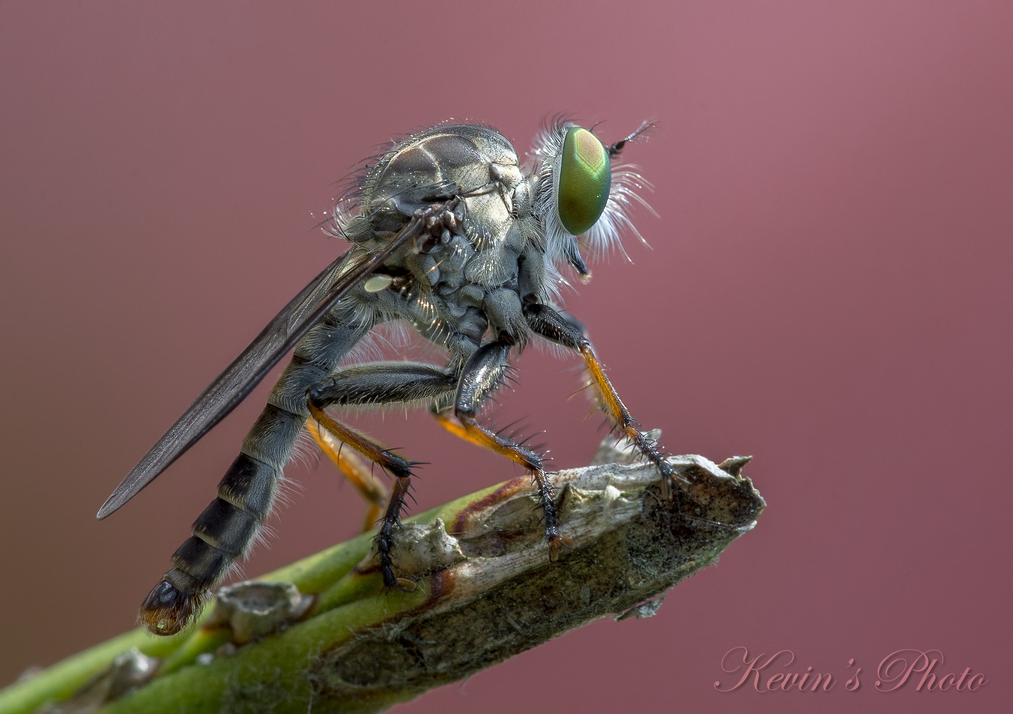 Nikon D4 + Nikon AF Micro-Nikkor 200mm F4D ED-IF sample photo. Robber fly photography