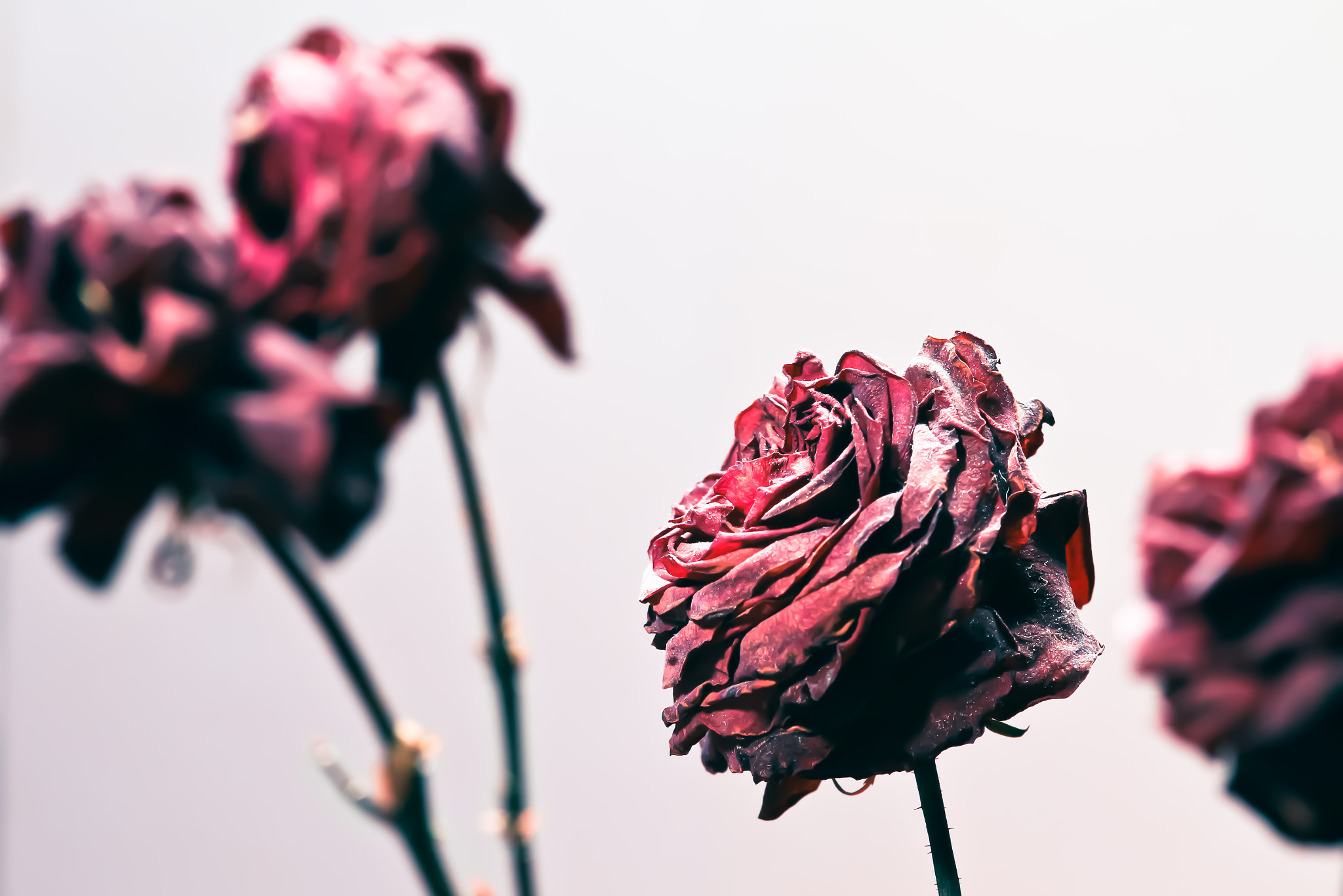 Canon EOS 7D + Sigma 105mm F2.8 EX DG Macro sample photo. Life after death photography