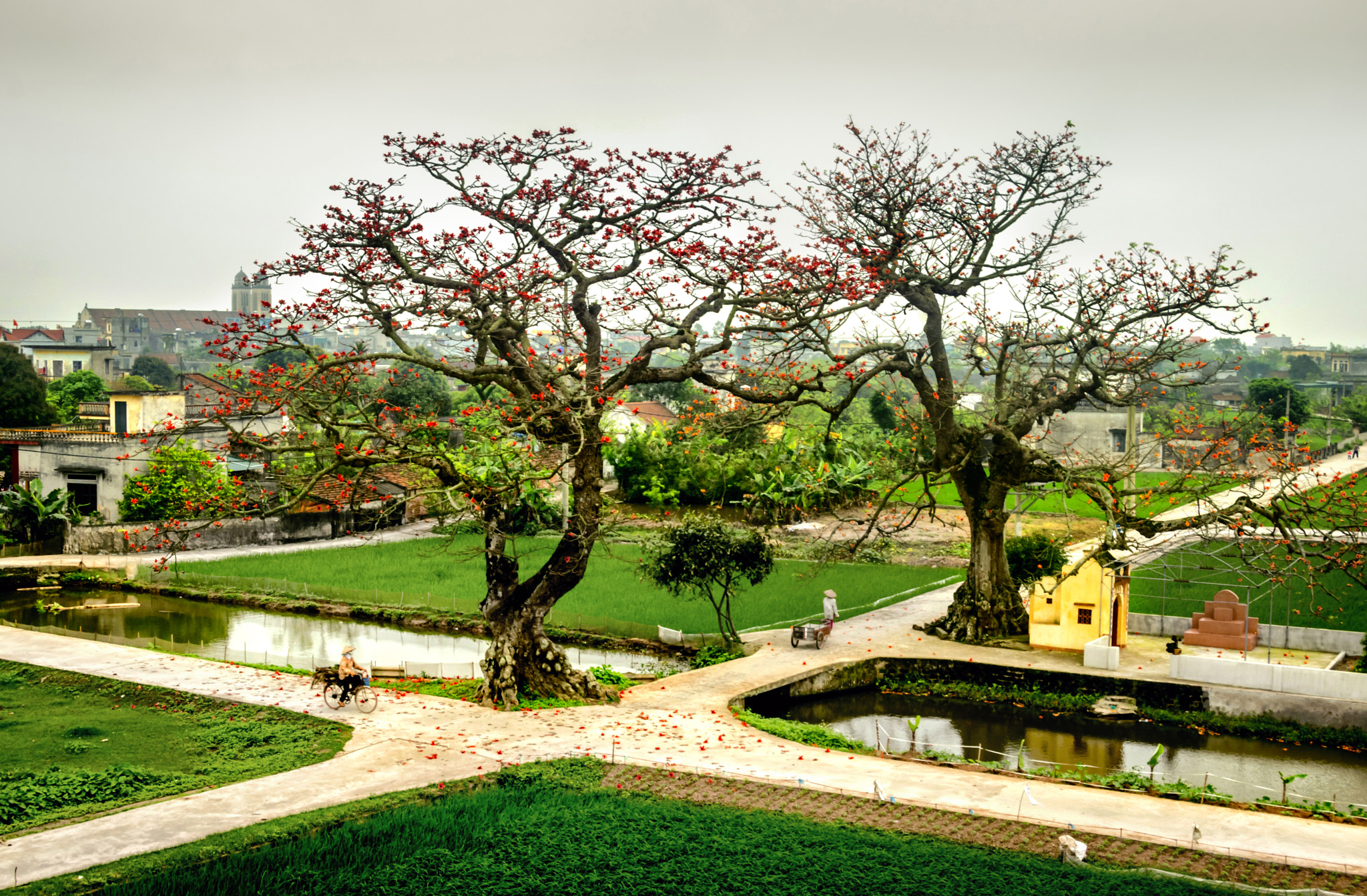 Nikon D5300 + Sigma 18-250mm F3.5-6.3 DC OS HSM sample photo. Rice blossom season in vietnam. photography