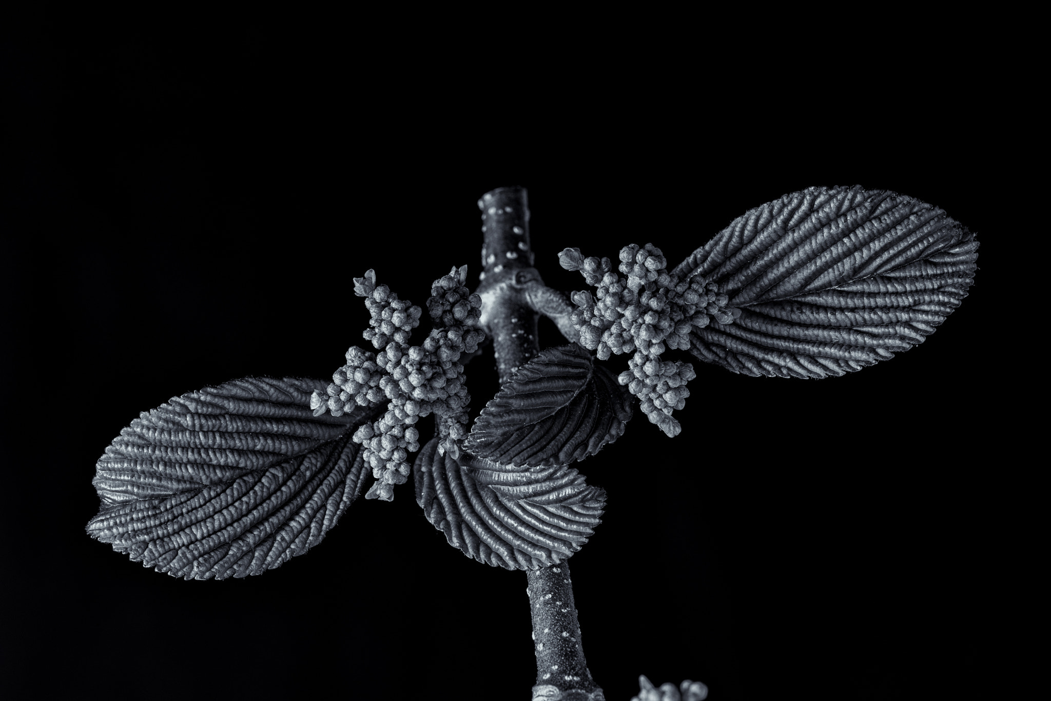 Nikon D810 + Nikon AF Micro-Nikkor 200mm F4D ED-IF sample photo. Vibernum buds photography