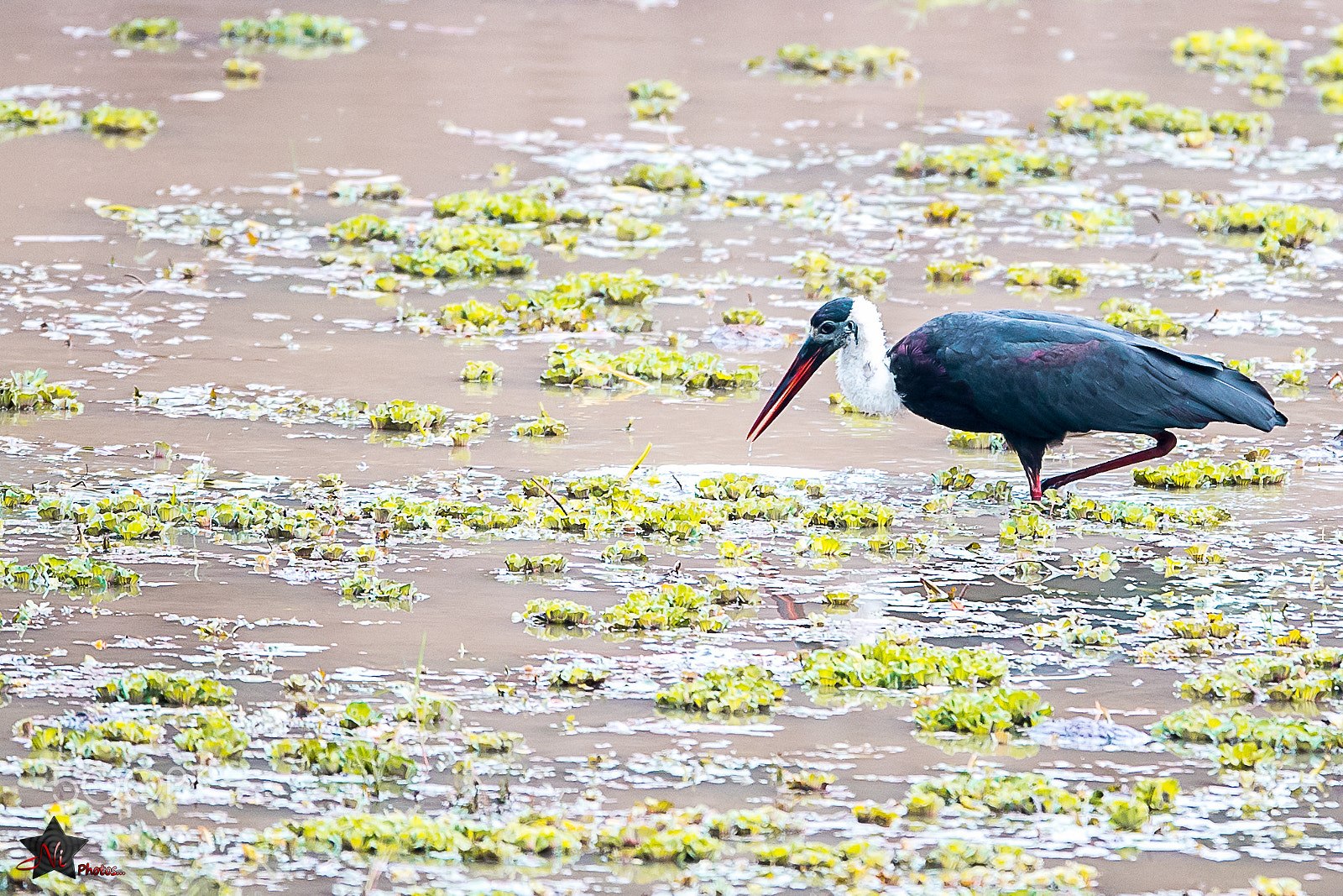 Nikon D5 sample photo. The woolly-necked stork _psn2983.jpg photography