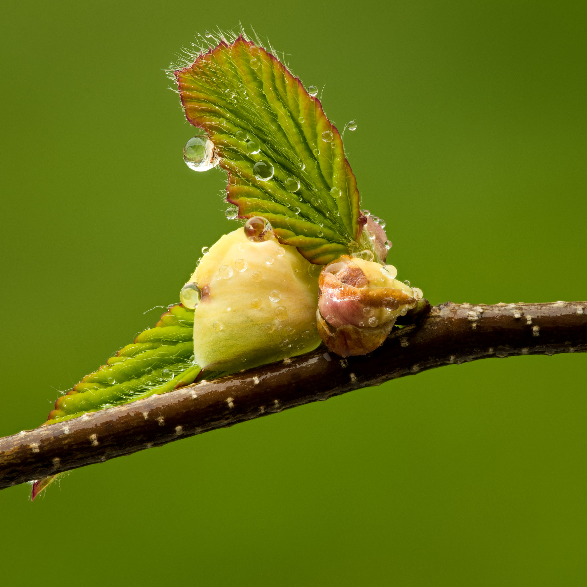 Nikon D810 + Nikon AF Micro-Nikkor 200mm F4D ED-IF sample photo. Dewey spring bud photography
