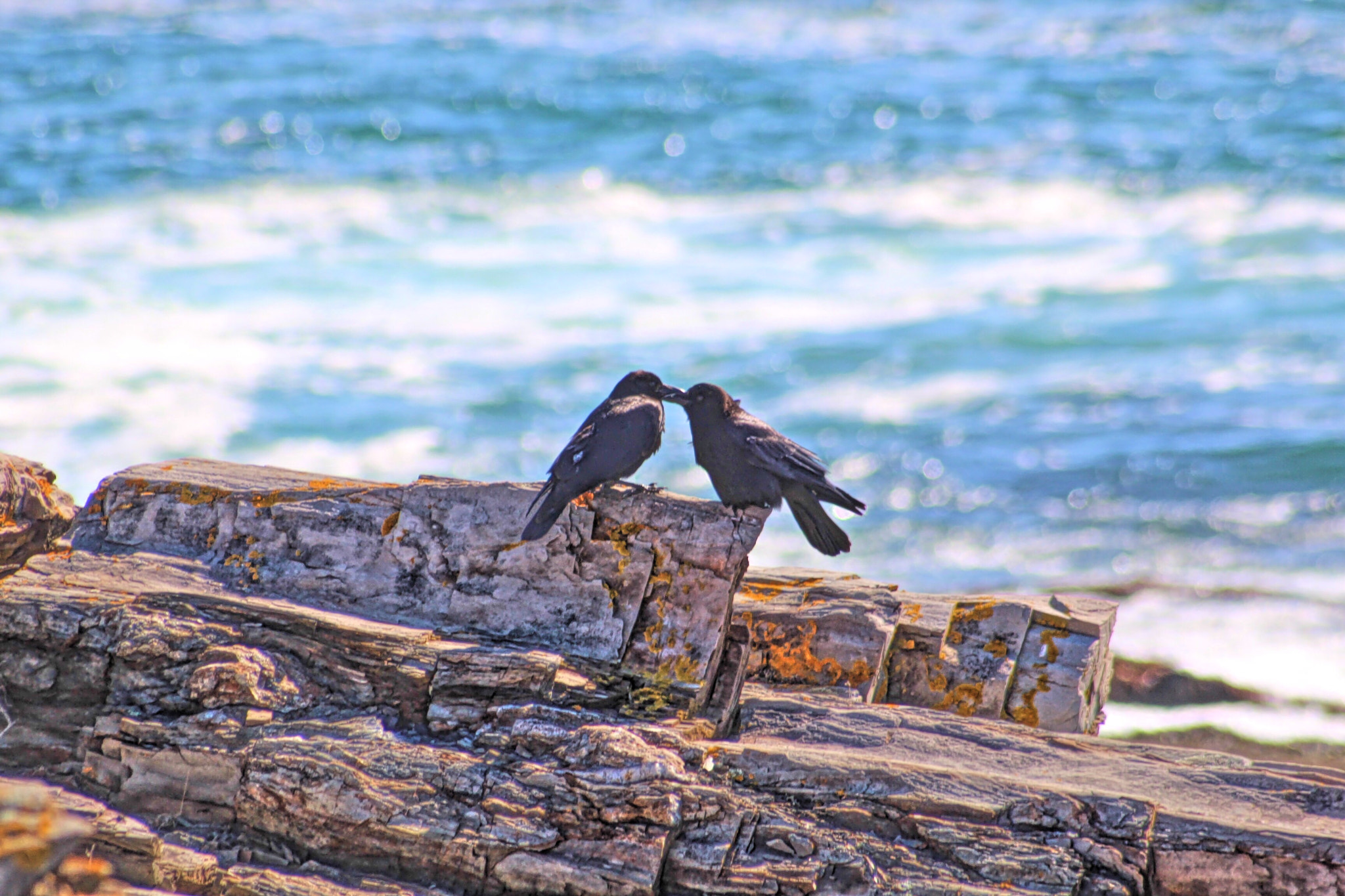 Sigma 70-300mm F4-5.6 APO DG Macro sample photo. Kissing crows photography
