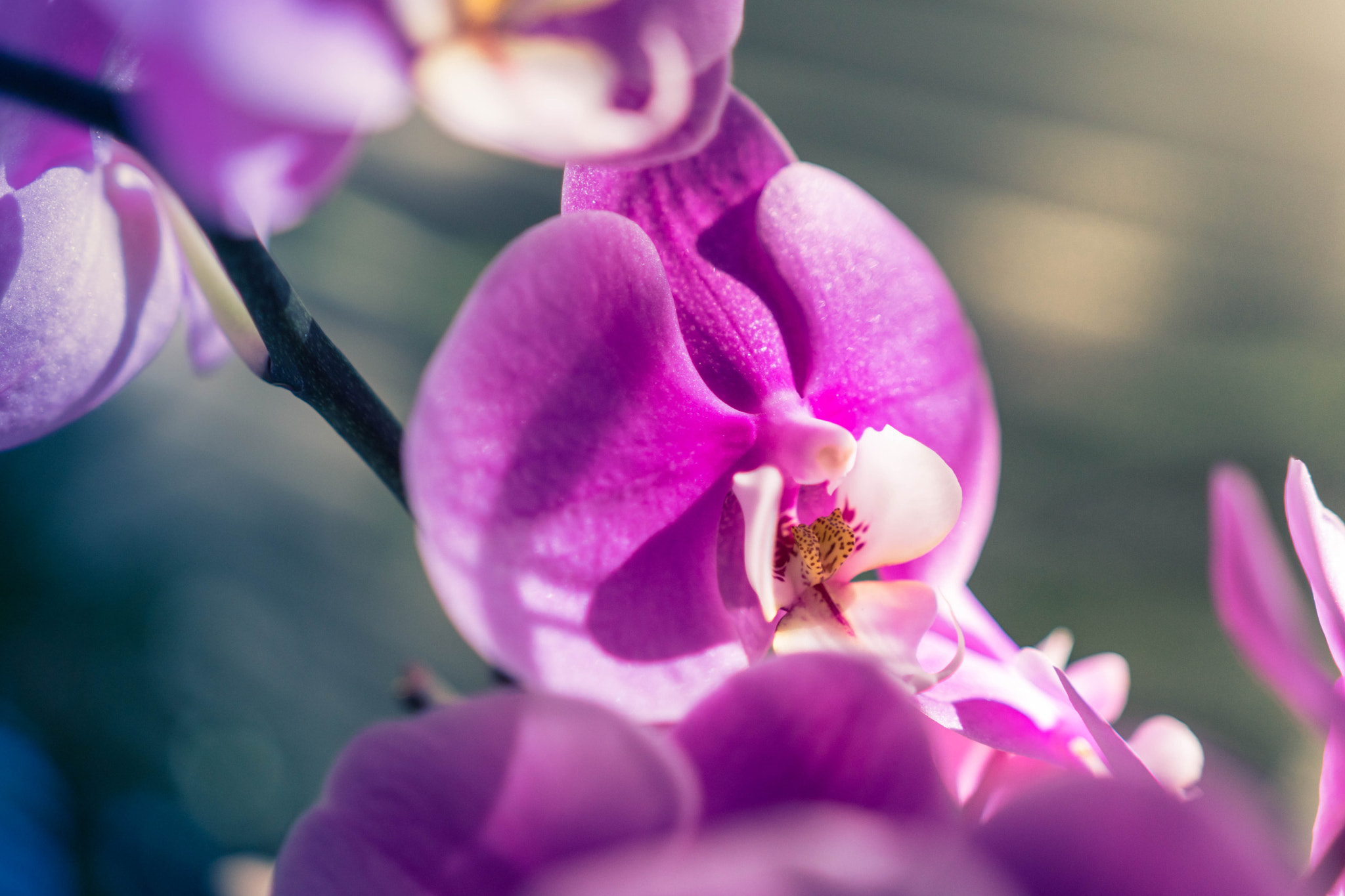 Sony a6300 + 18-35mm F1.8 DC HSM | Art 013 sample photo. Pink and white photography