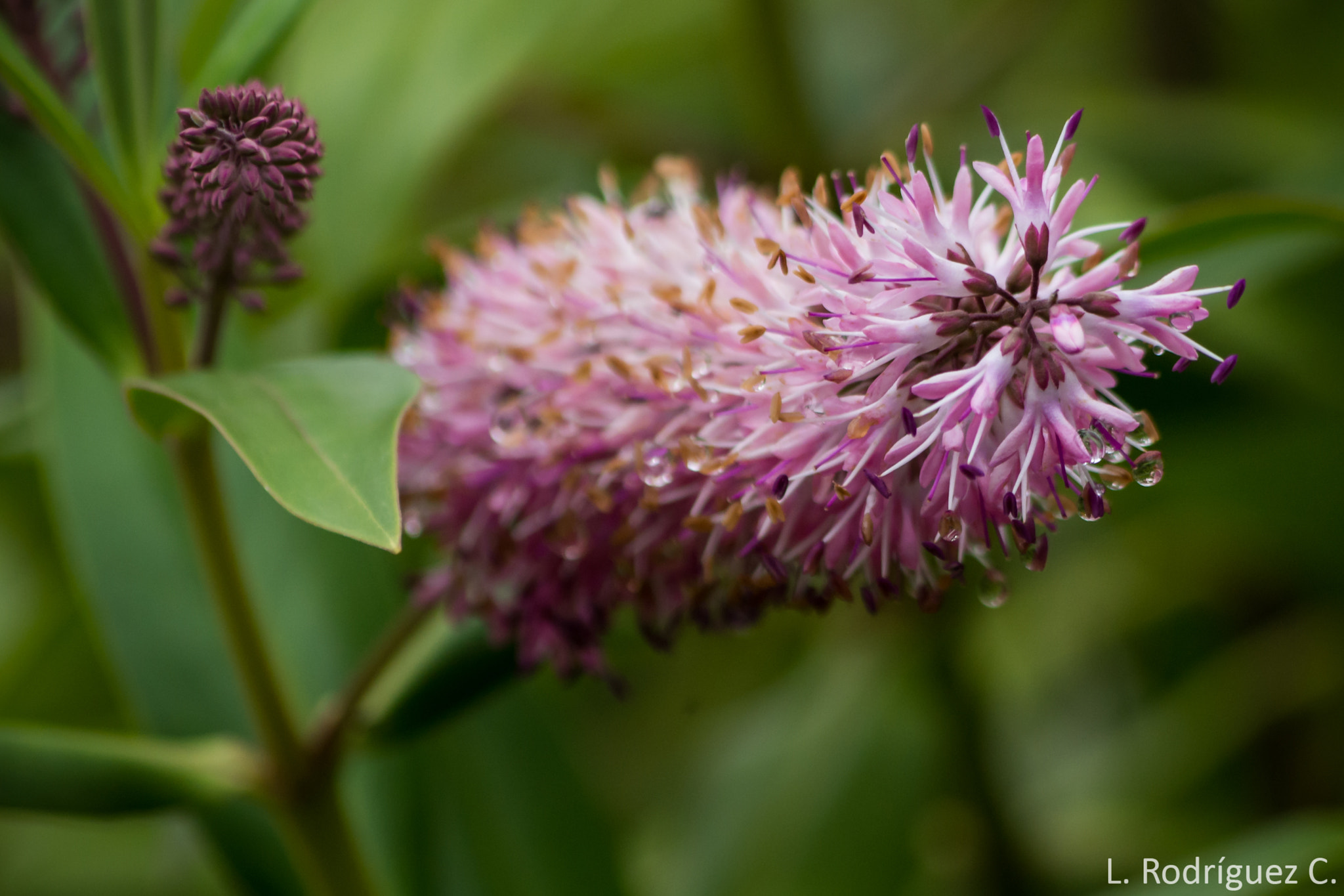 smc PENTAX-DA L 55-300mm F4-5.8 ED sample photo. Flower photography